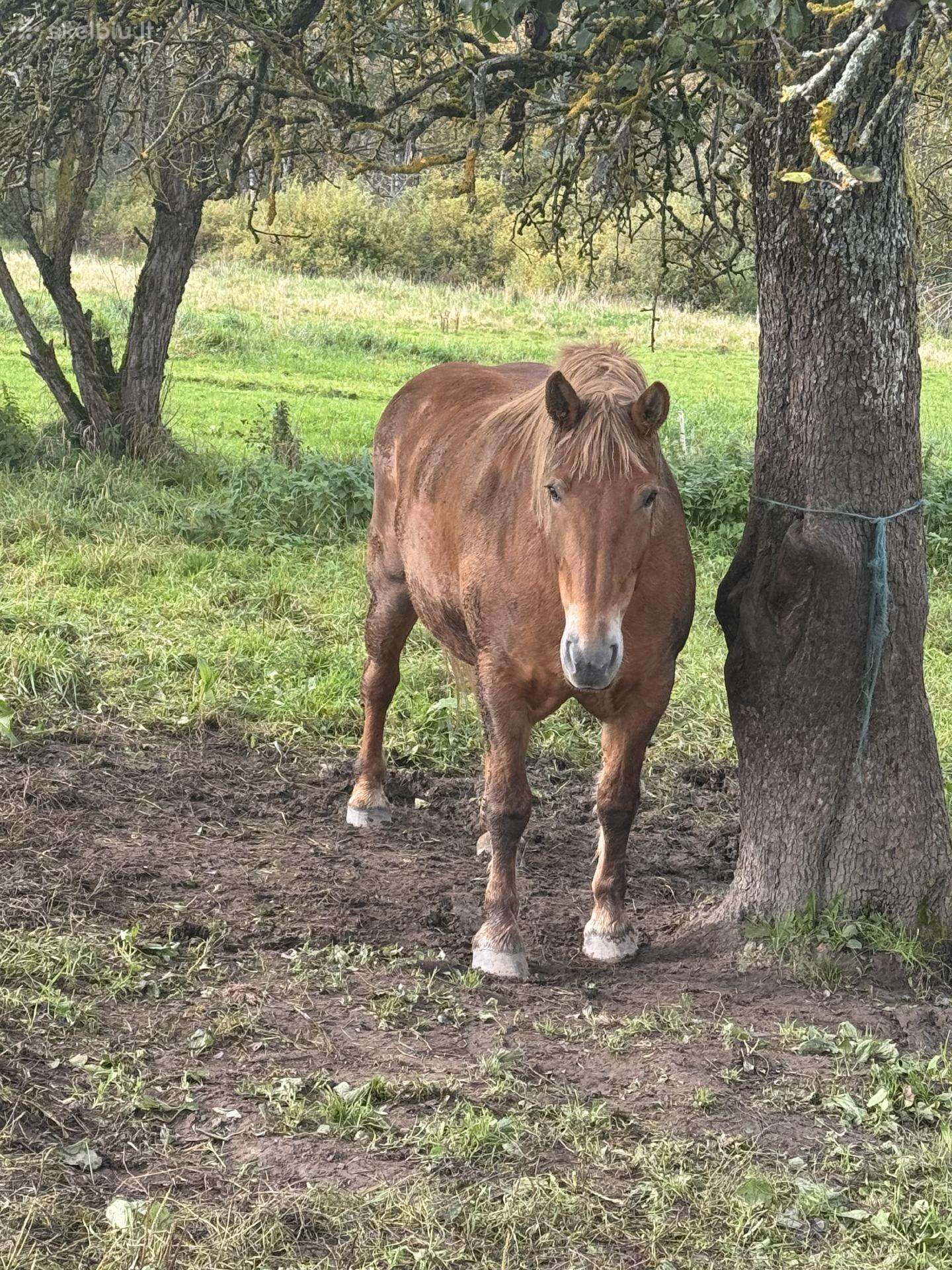 Parduodu.darbinį arklį 10metų. Tel 0