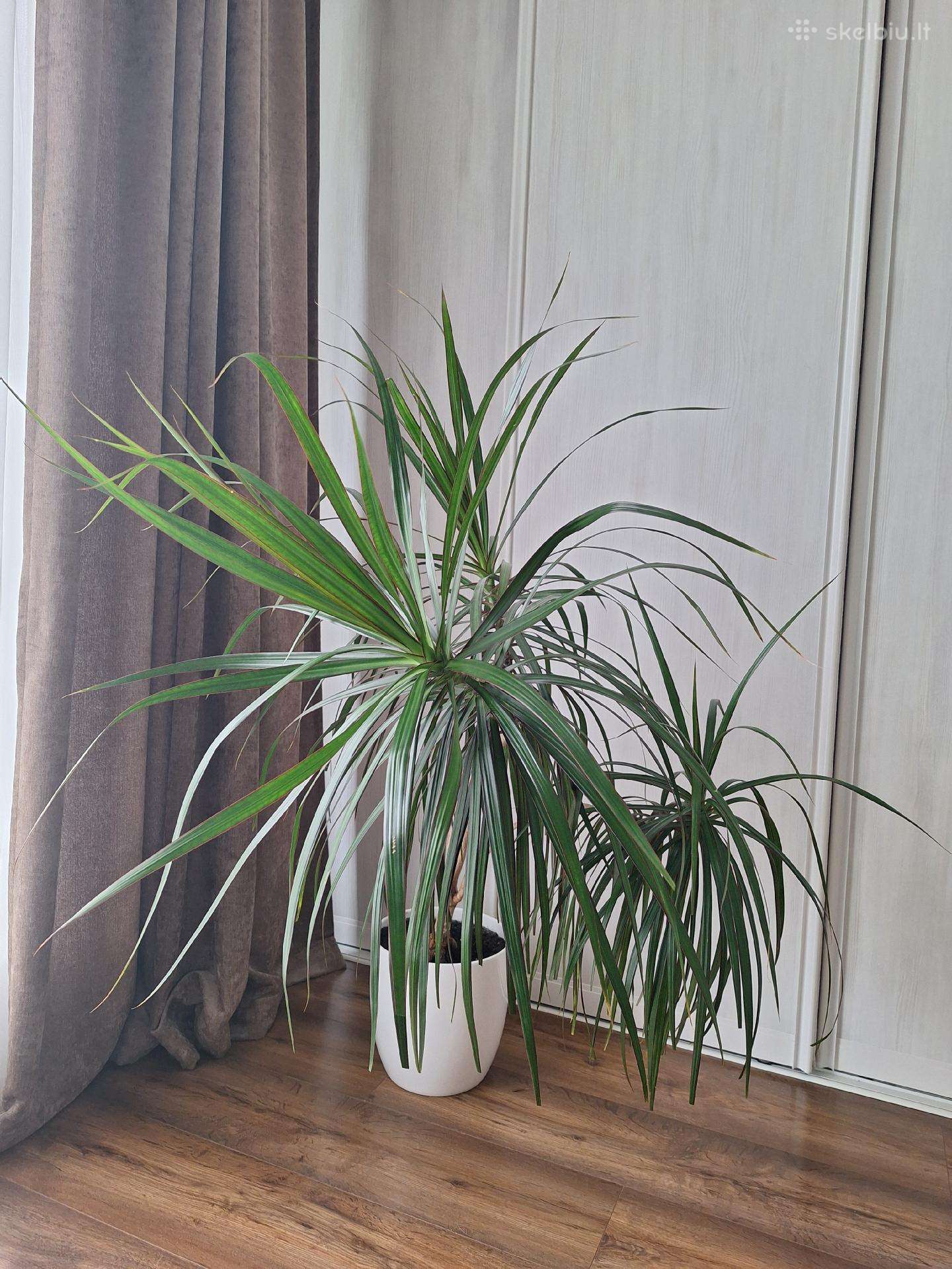 Dracena