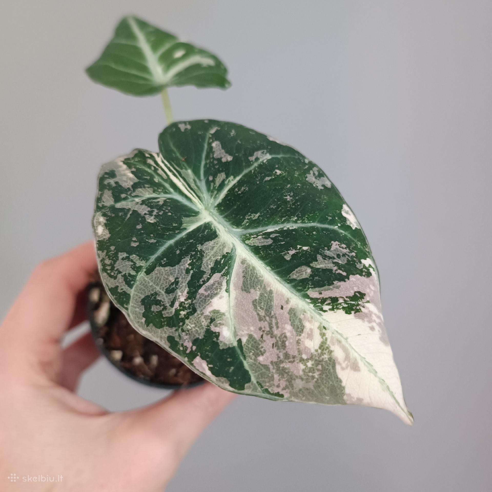Alocasia Black Velvet Pink Variegated