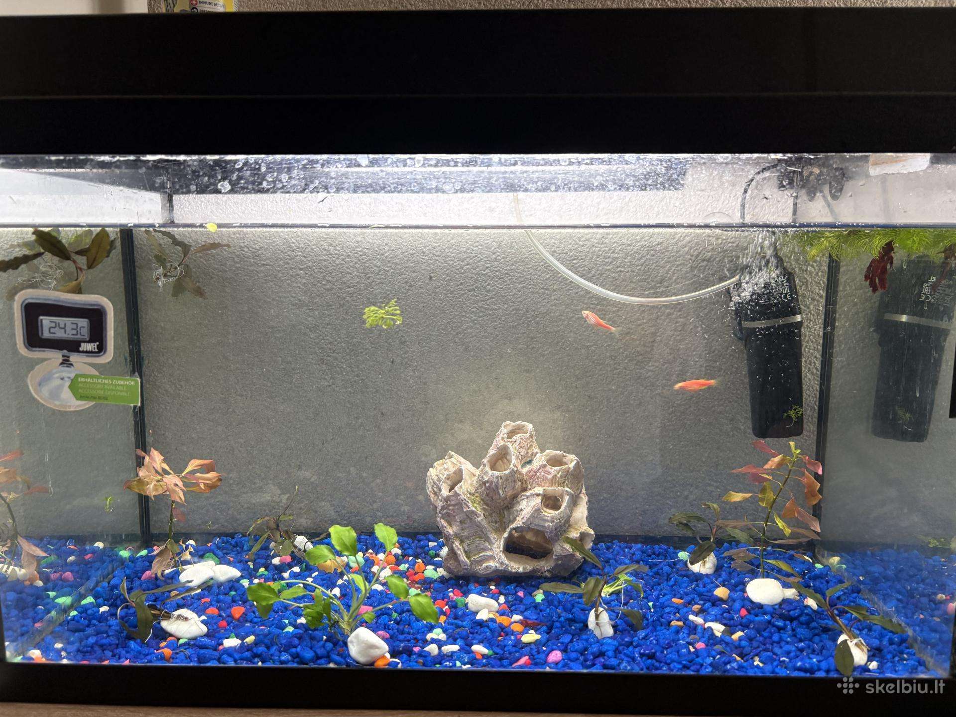 50l akvariumas su žuvytėmis ir krevėtemis