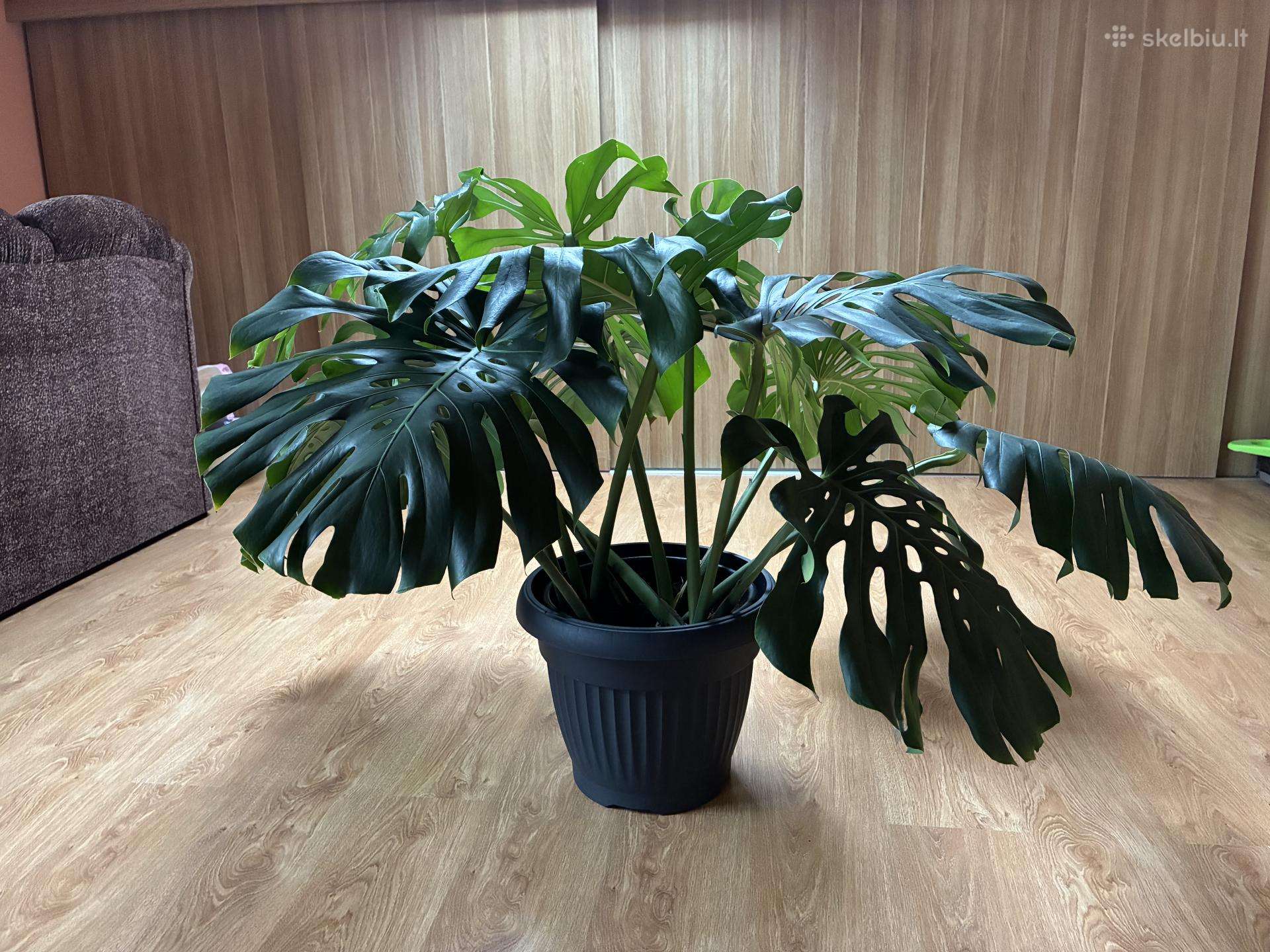 Monstera