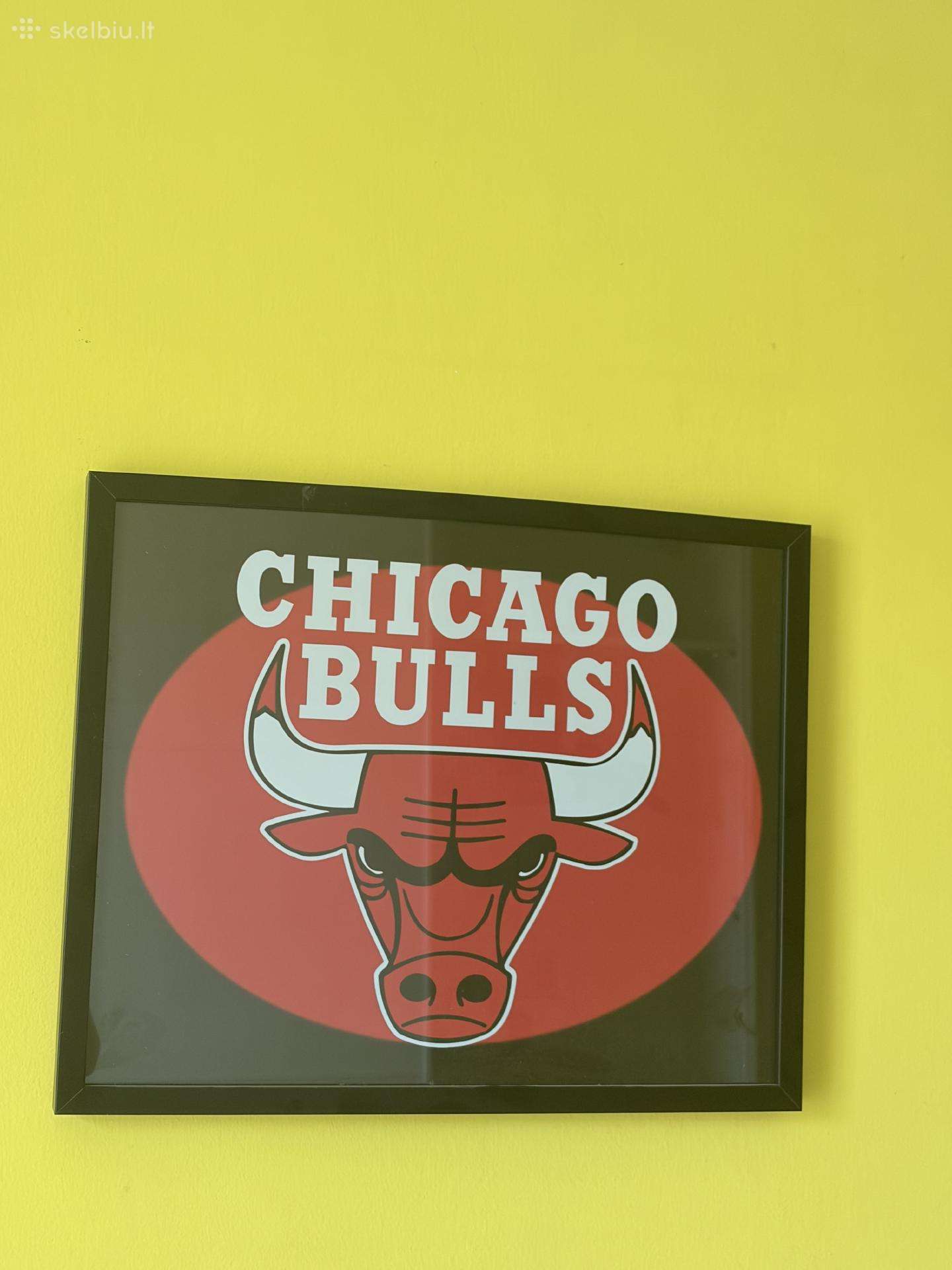 Chicago Bulls Paveikslas 40x50cm