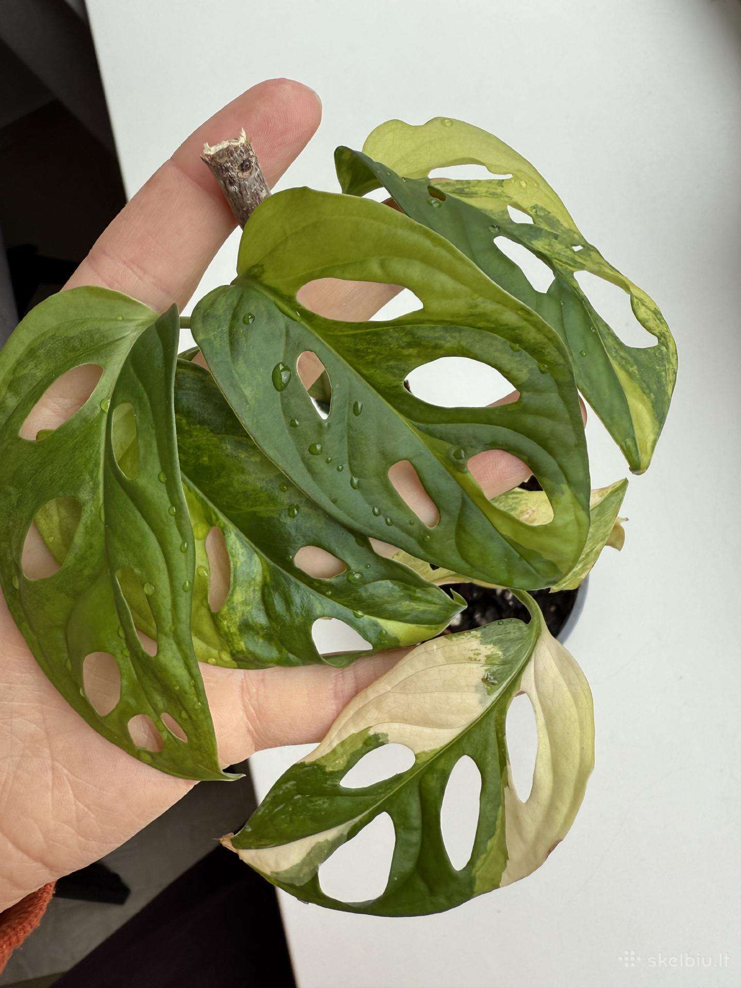 Monstera Adansonii Aurea Variegata