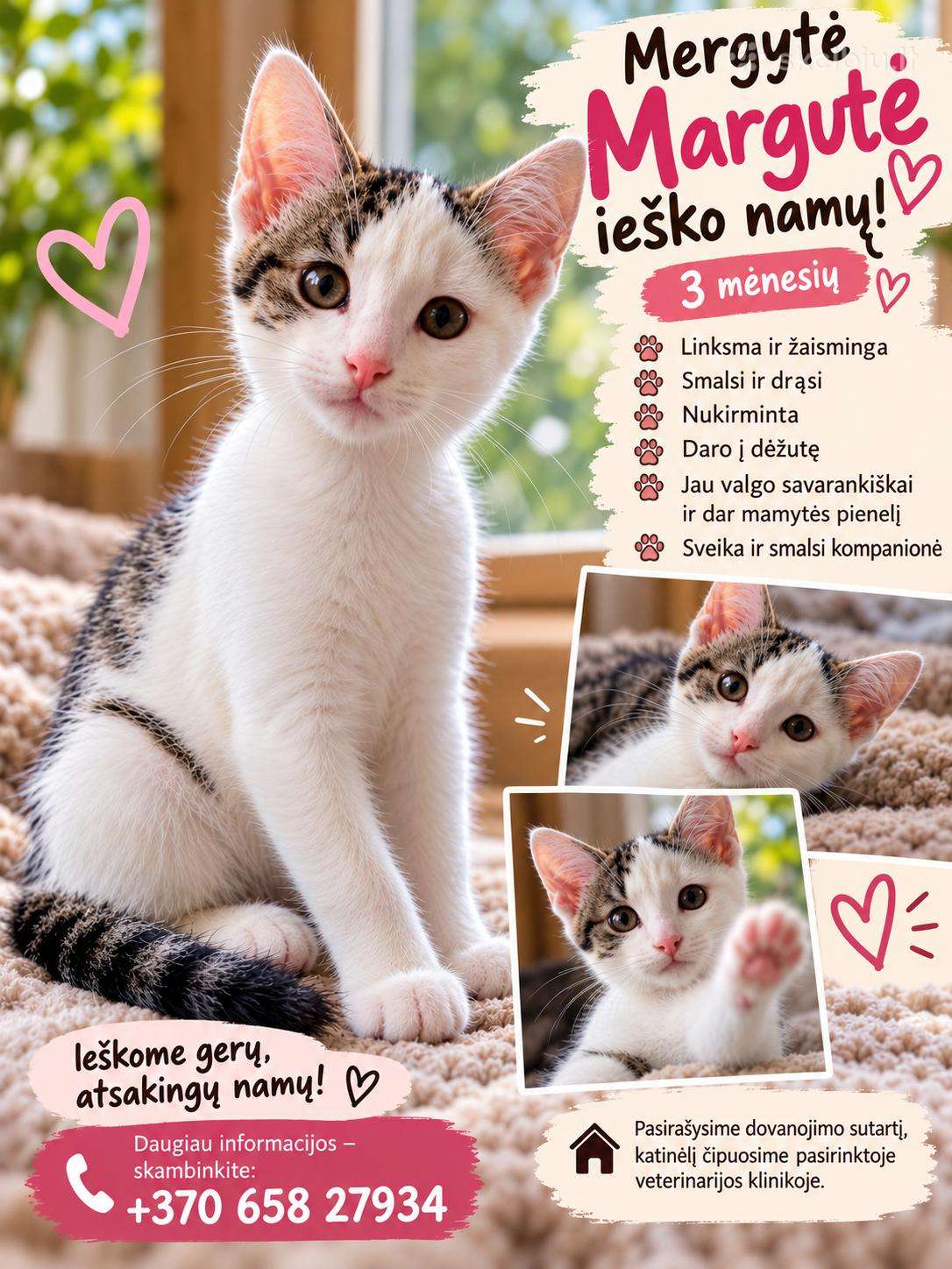 3 mėn.katytė ieško mylinčių namų