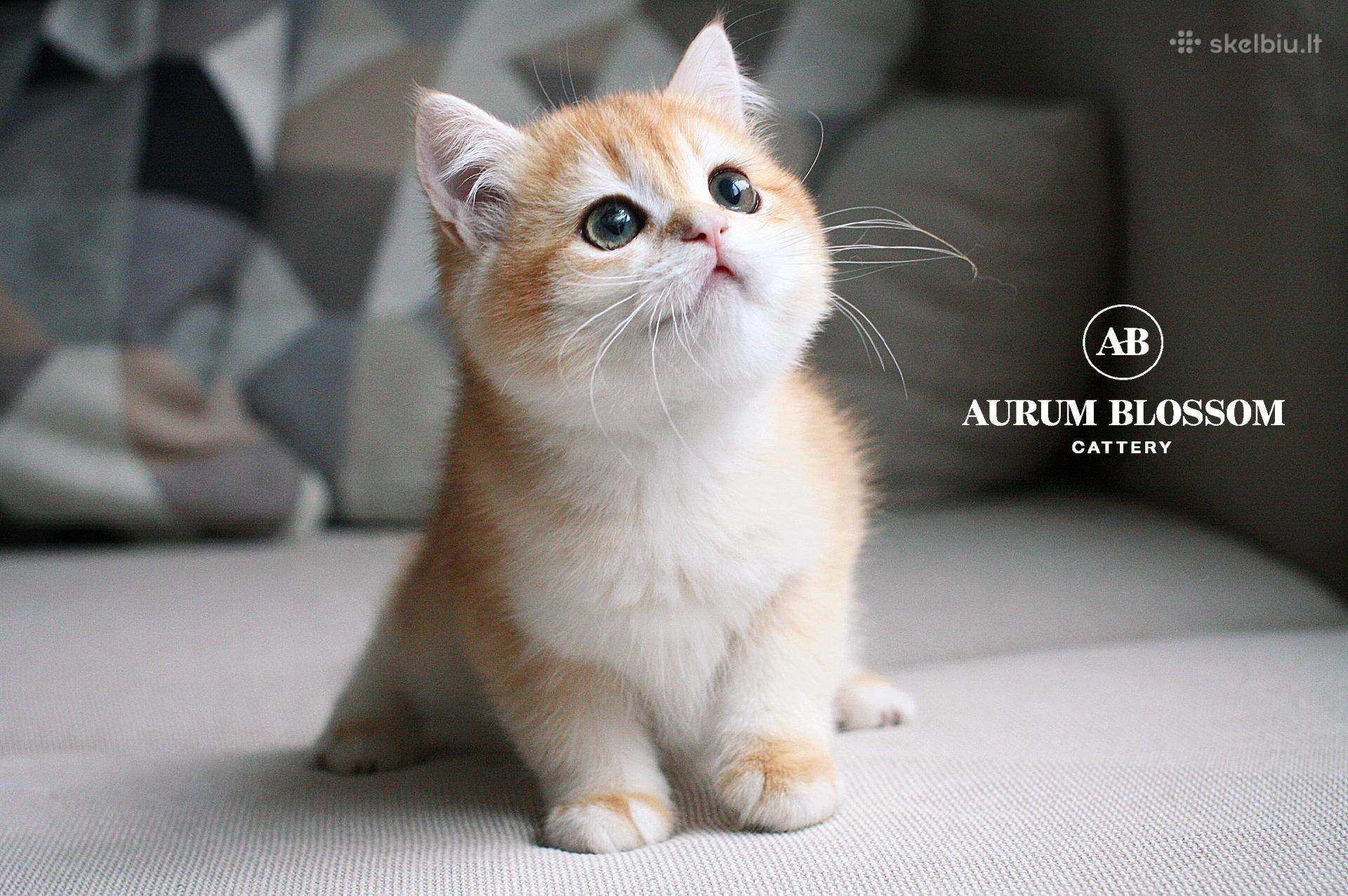Sweet golden bri kitten