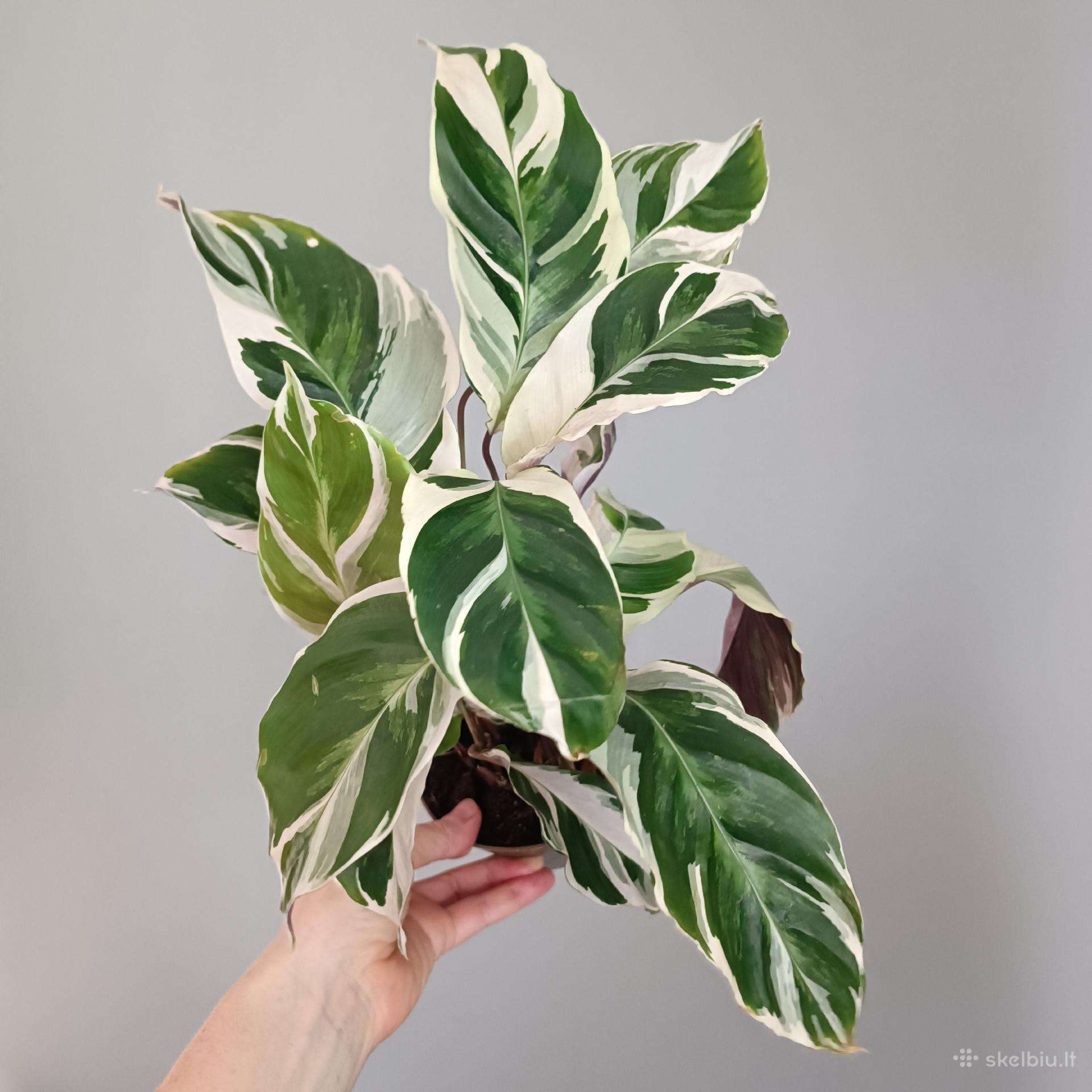 Calathea White Miracle
