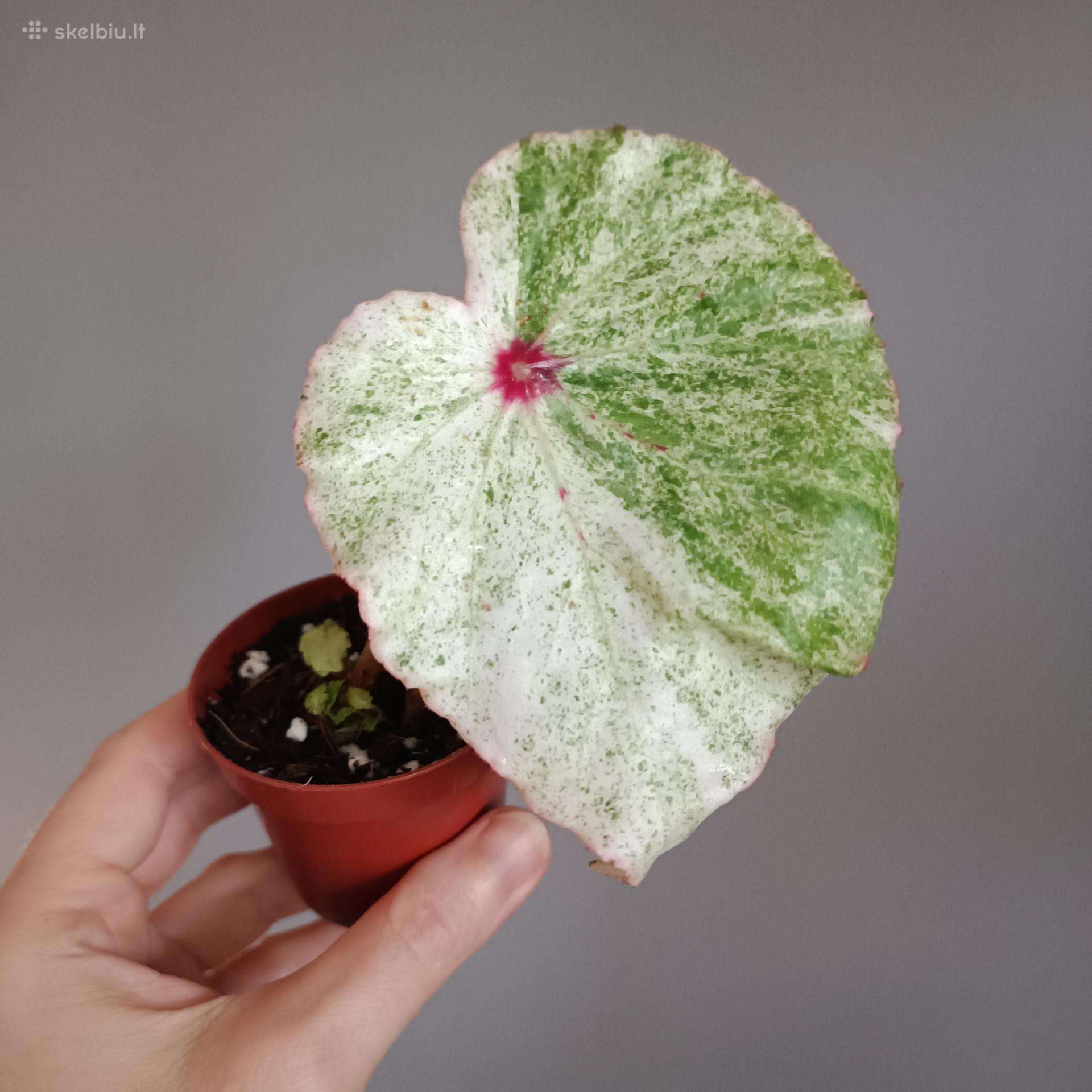 Begonia Rouge Variegated