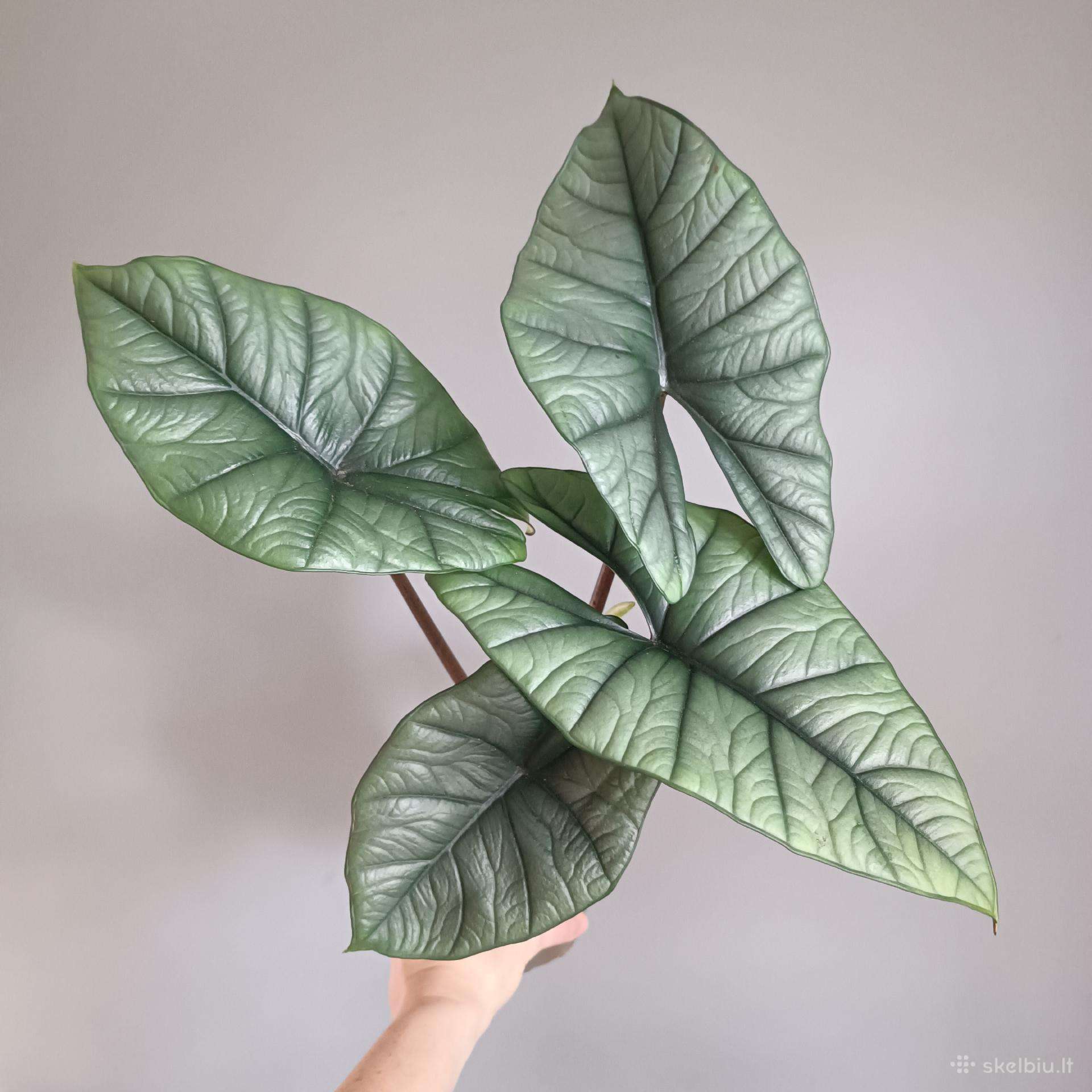 Alocasia Platinum