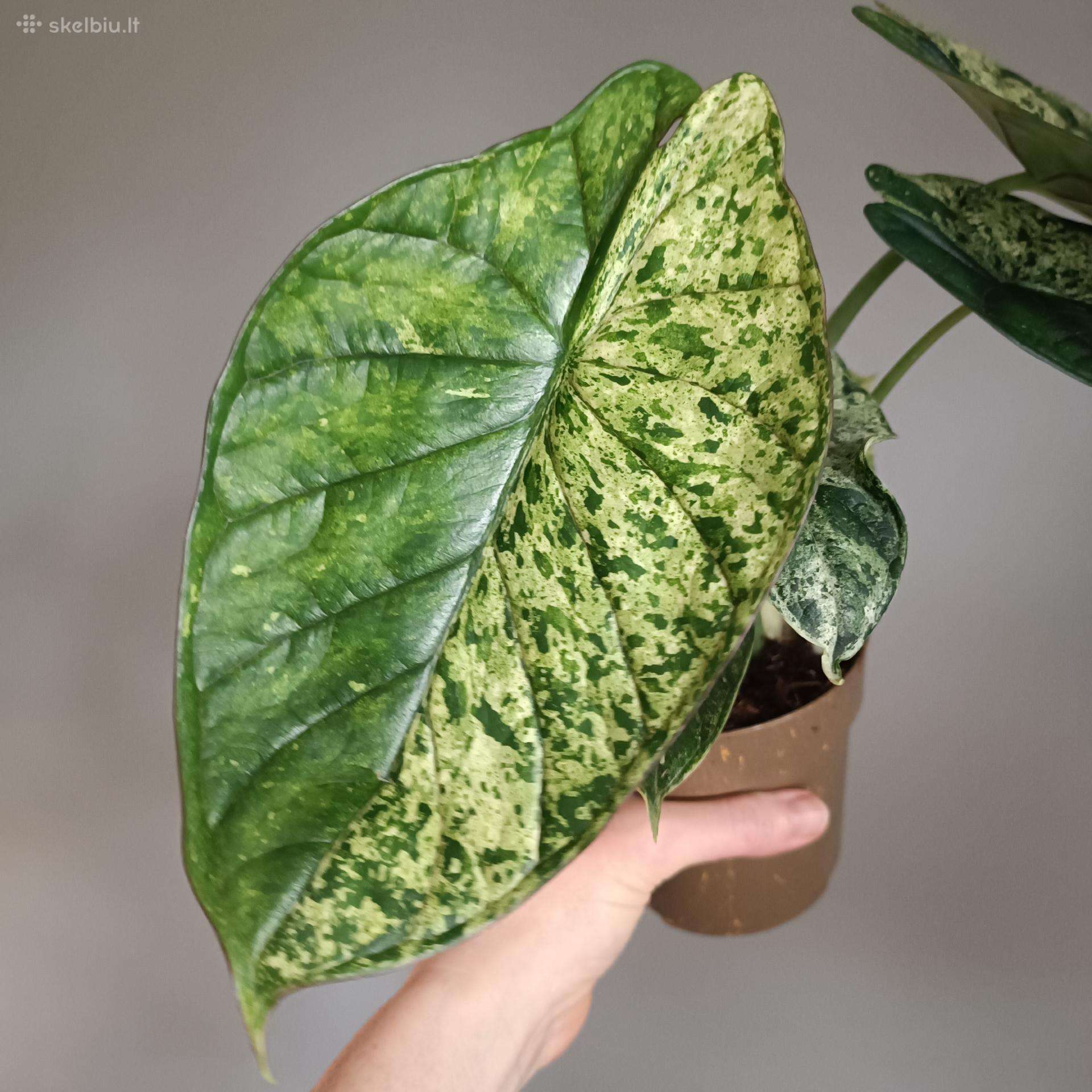 Alocasia Dragon Scale Mint Variegated