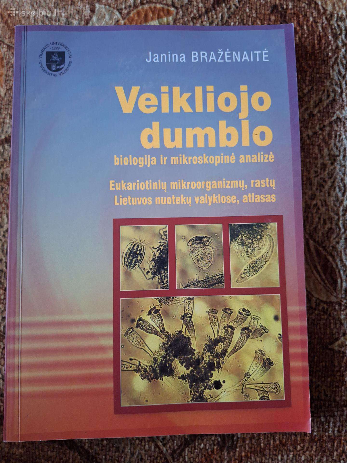 Veikliojo dumblo analizė