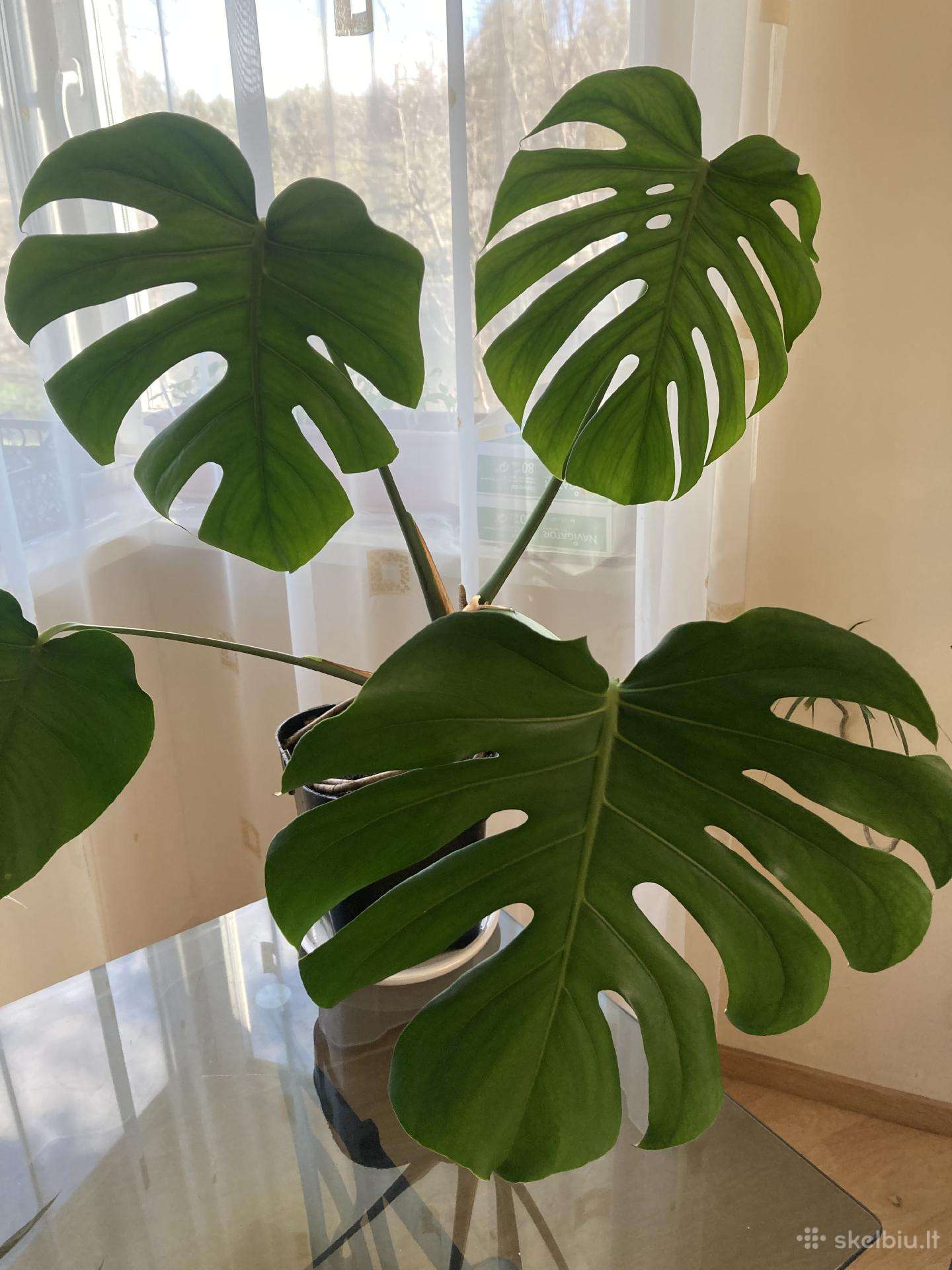 Gražuolė Monstera deliciosa dideliais lapais