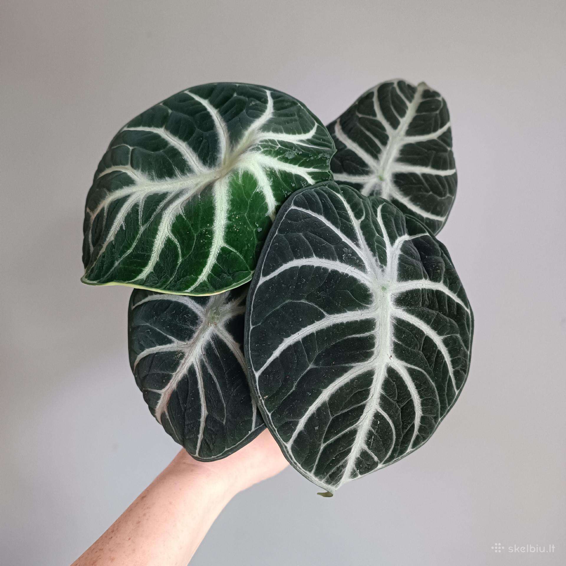 Alocasia Reginula Ninja