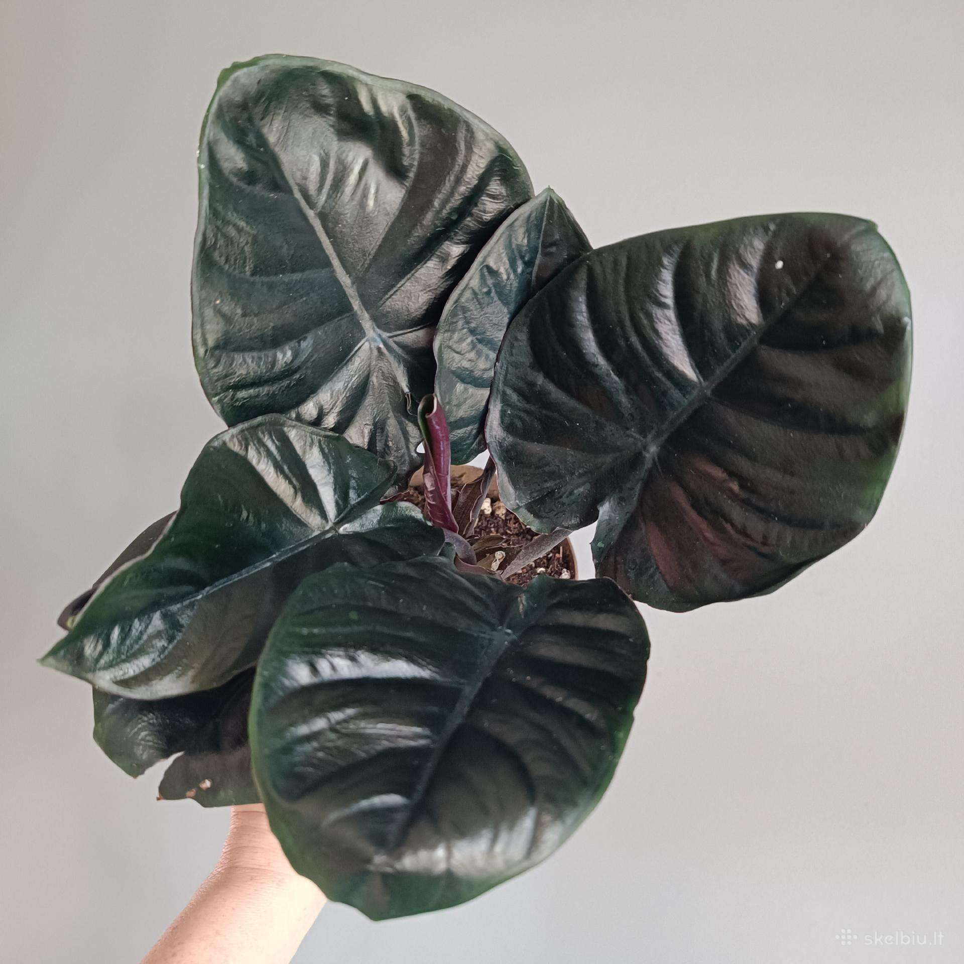 Alocasia Infernalis Black Magic