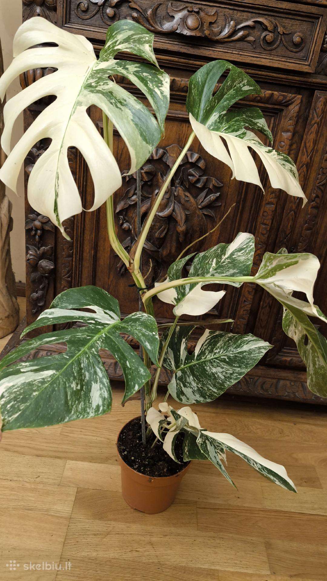 Tobula monstera albo variegata