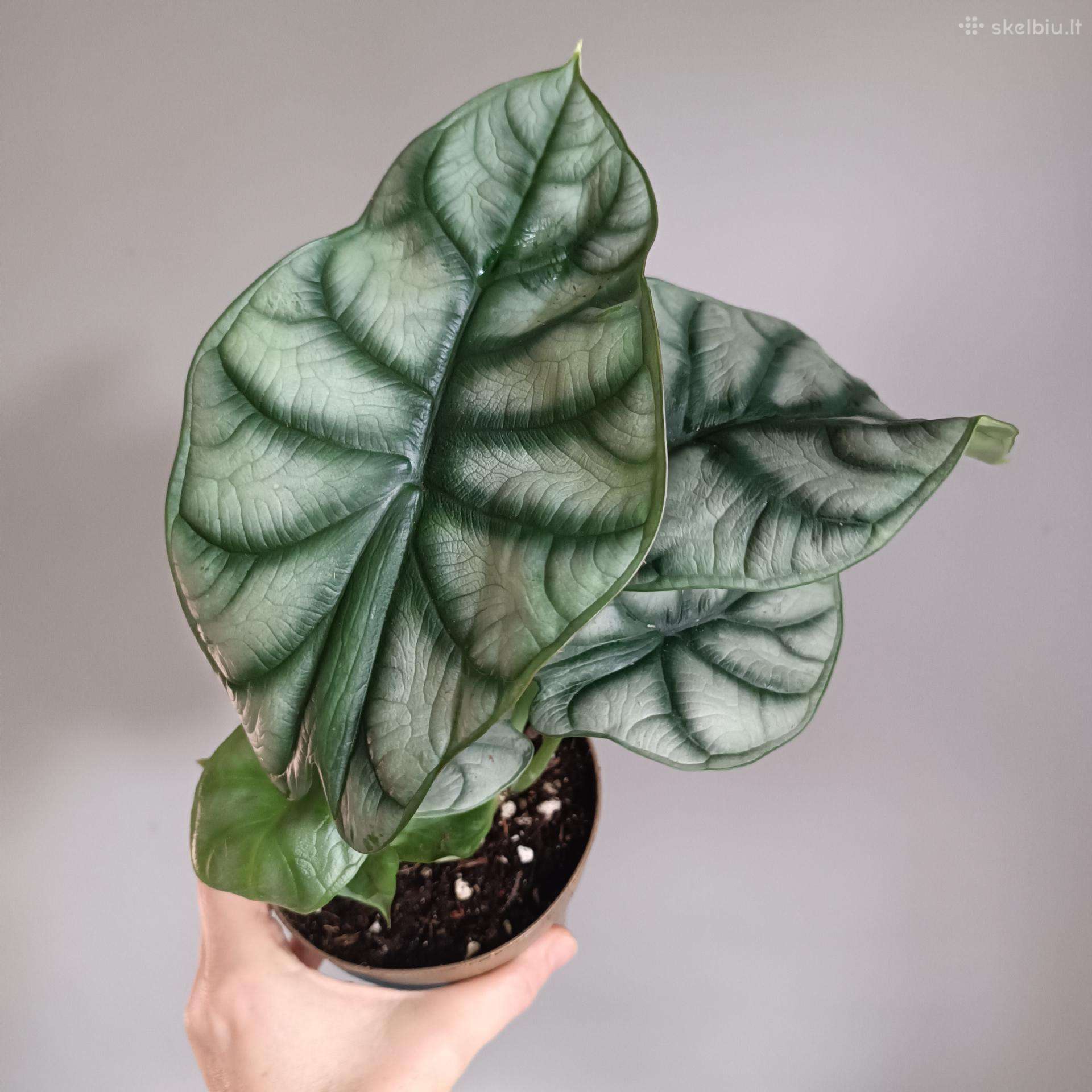 Alocasia Silver Dragon