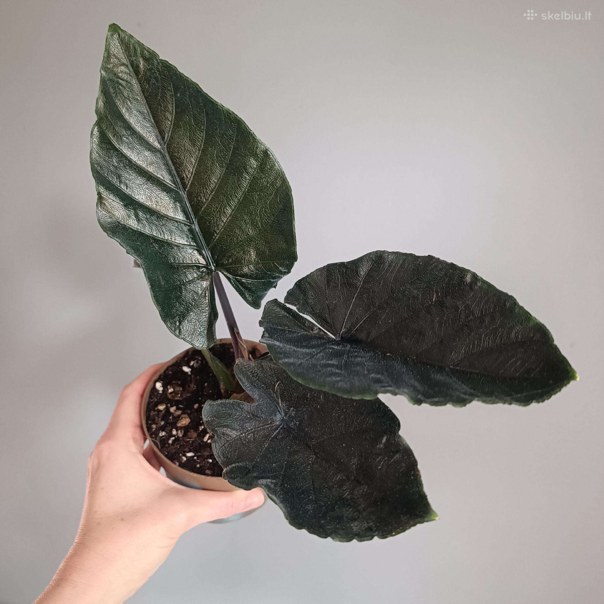 Alocasia Antoro Velvet
