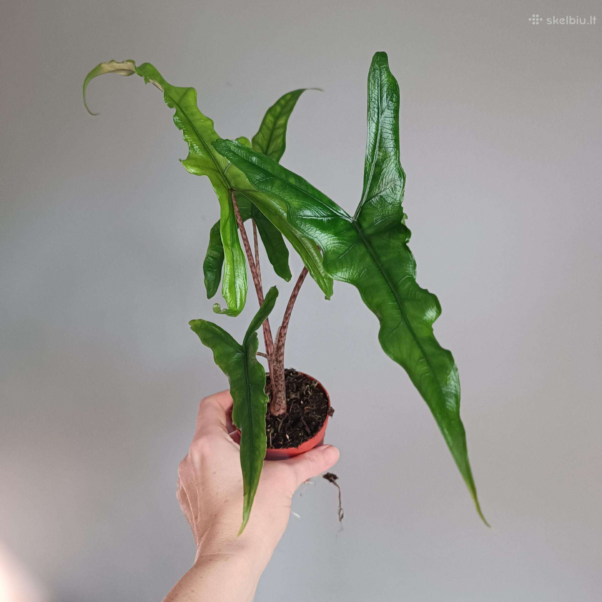 Alocasia Sabrina Narrow