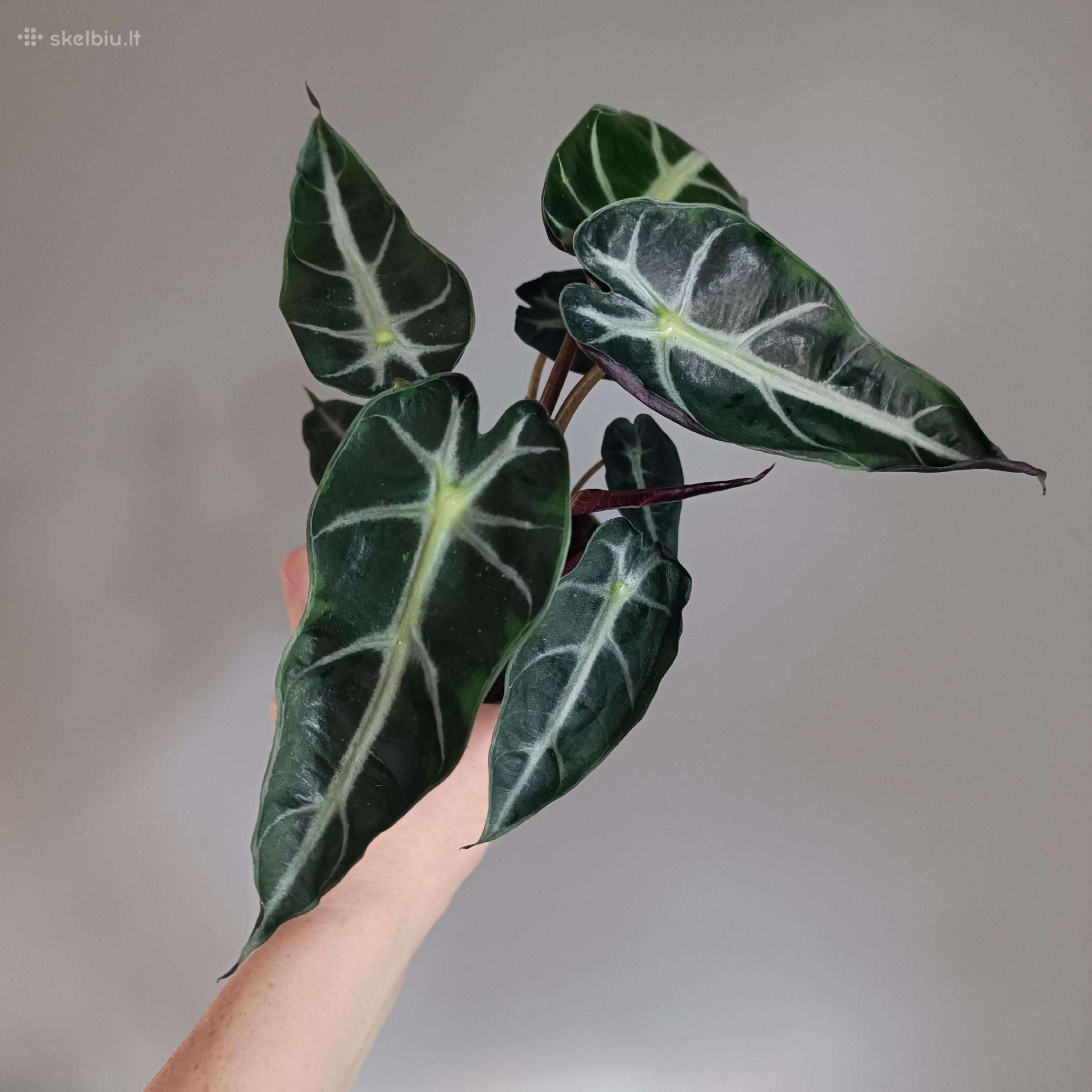 Alocasia Bambino Arrow