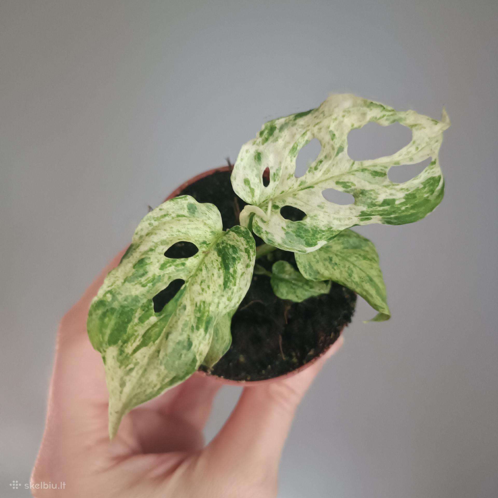 Monstera Adansonii Frozen Freckles