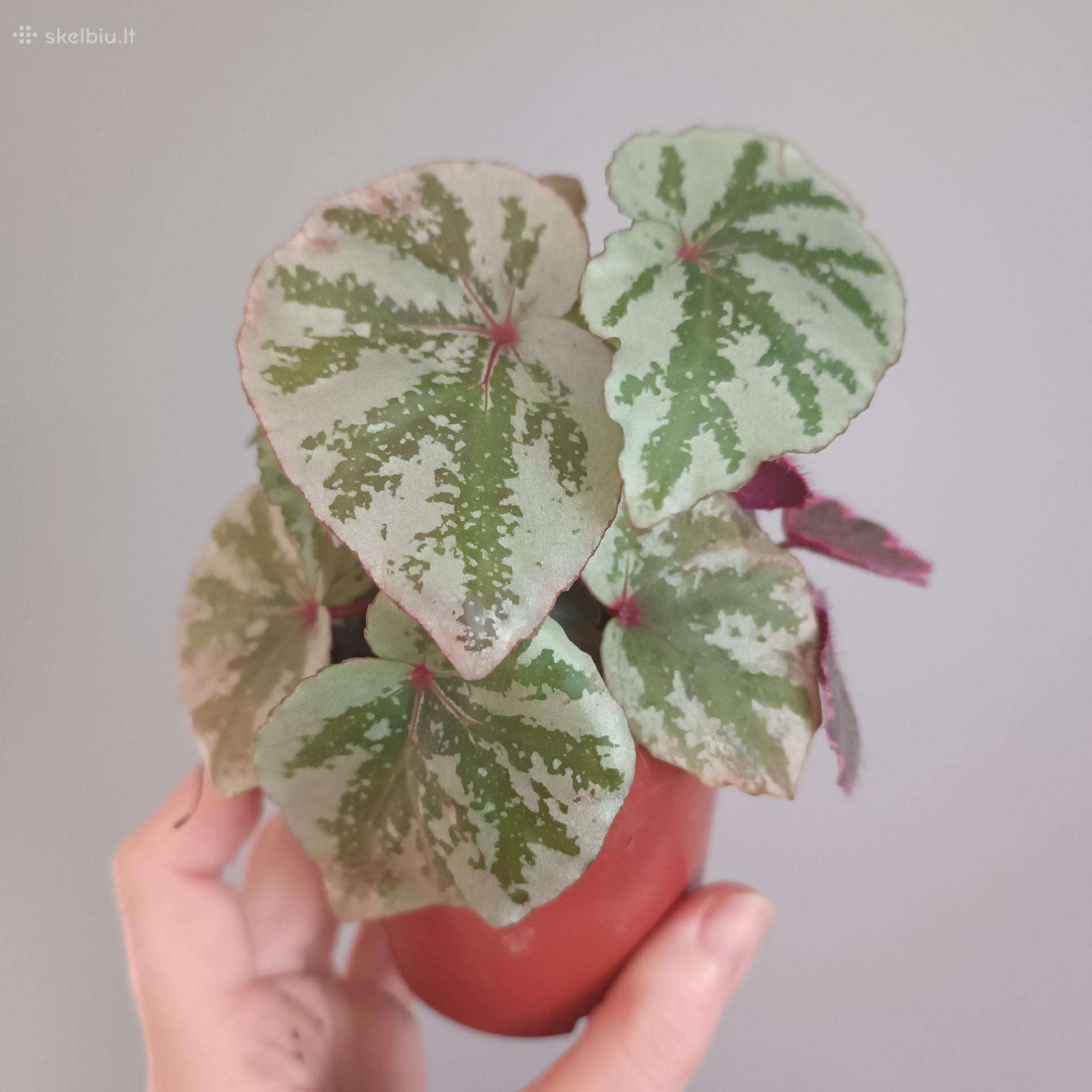 Begonia Temuyuk Silver