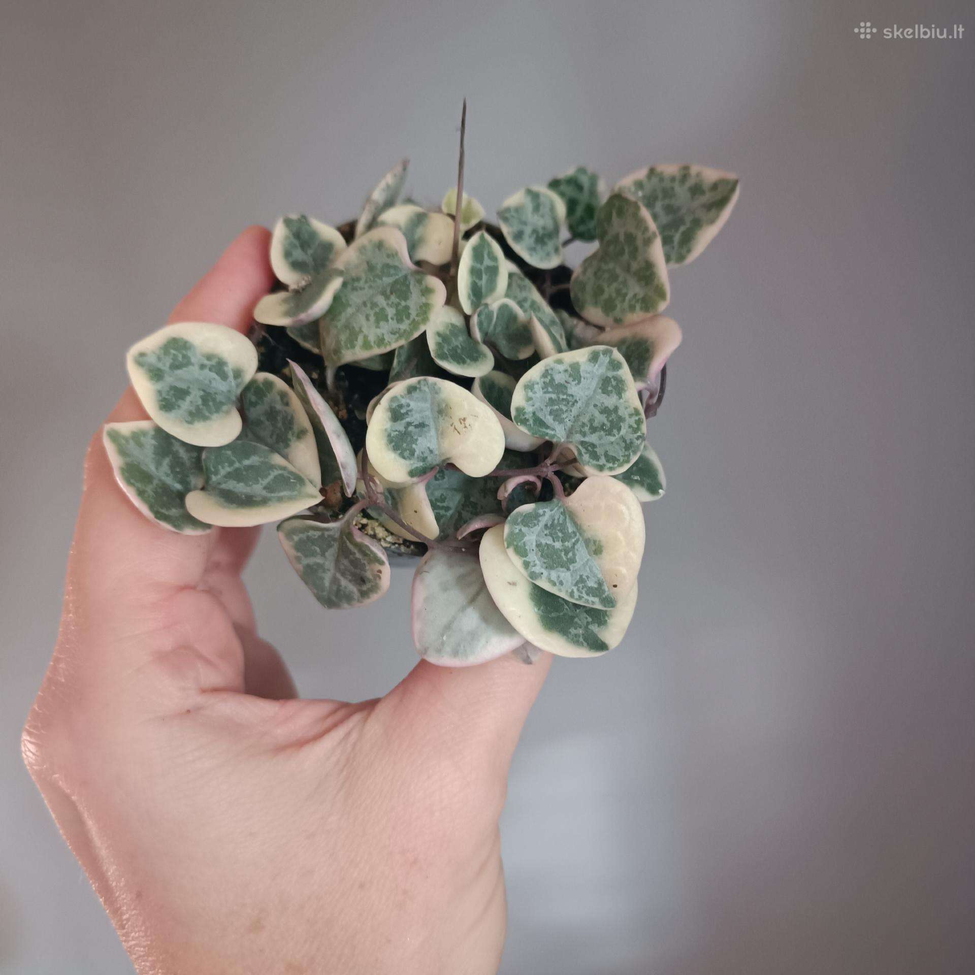 Ceropegia Woodii variegata
