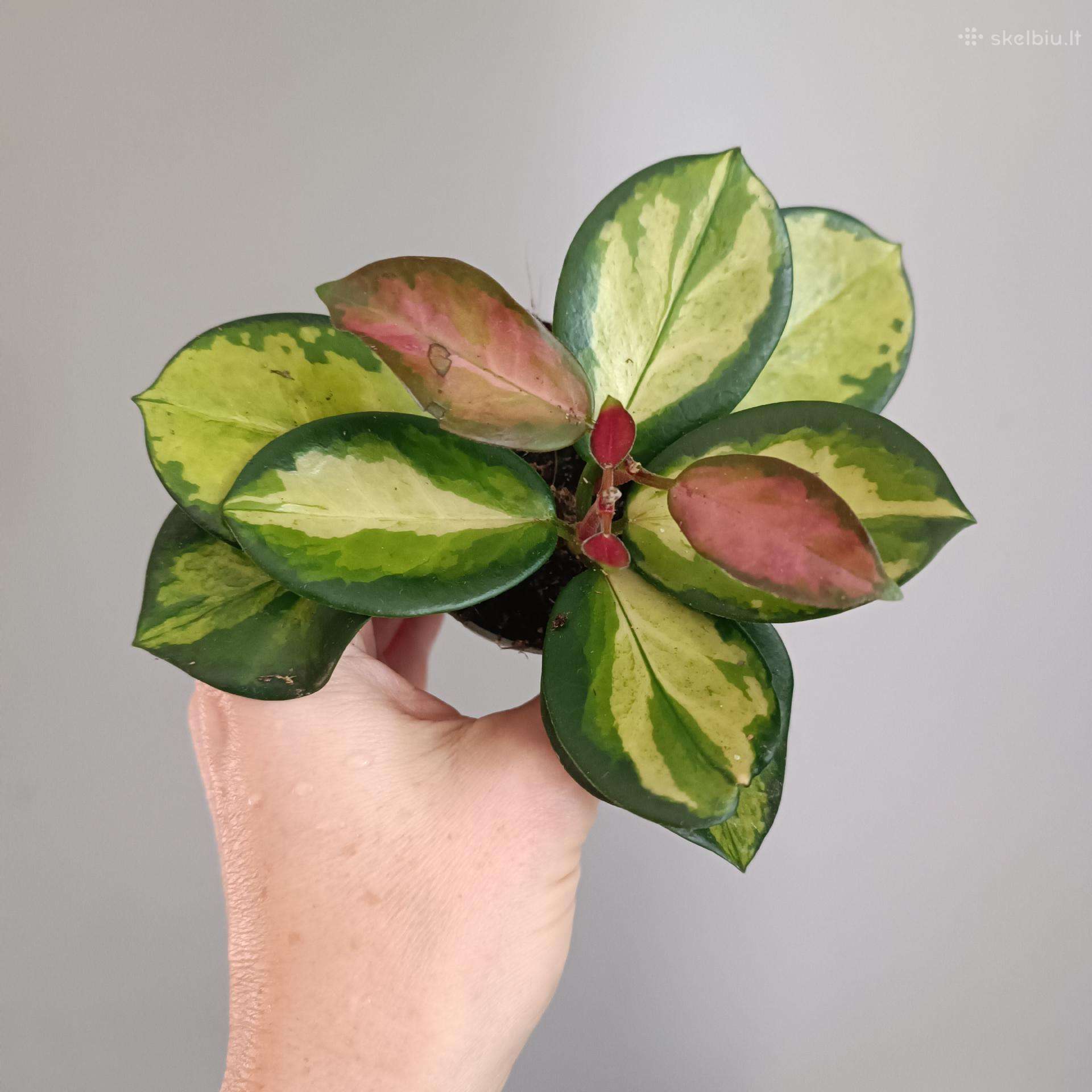 Hoya Australis Tricolor