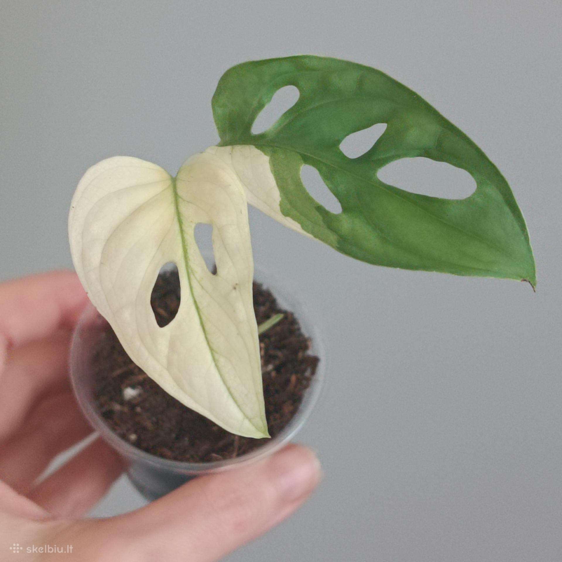 Monstera Adansonii Variegated