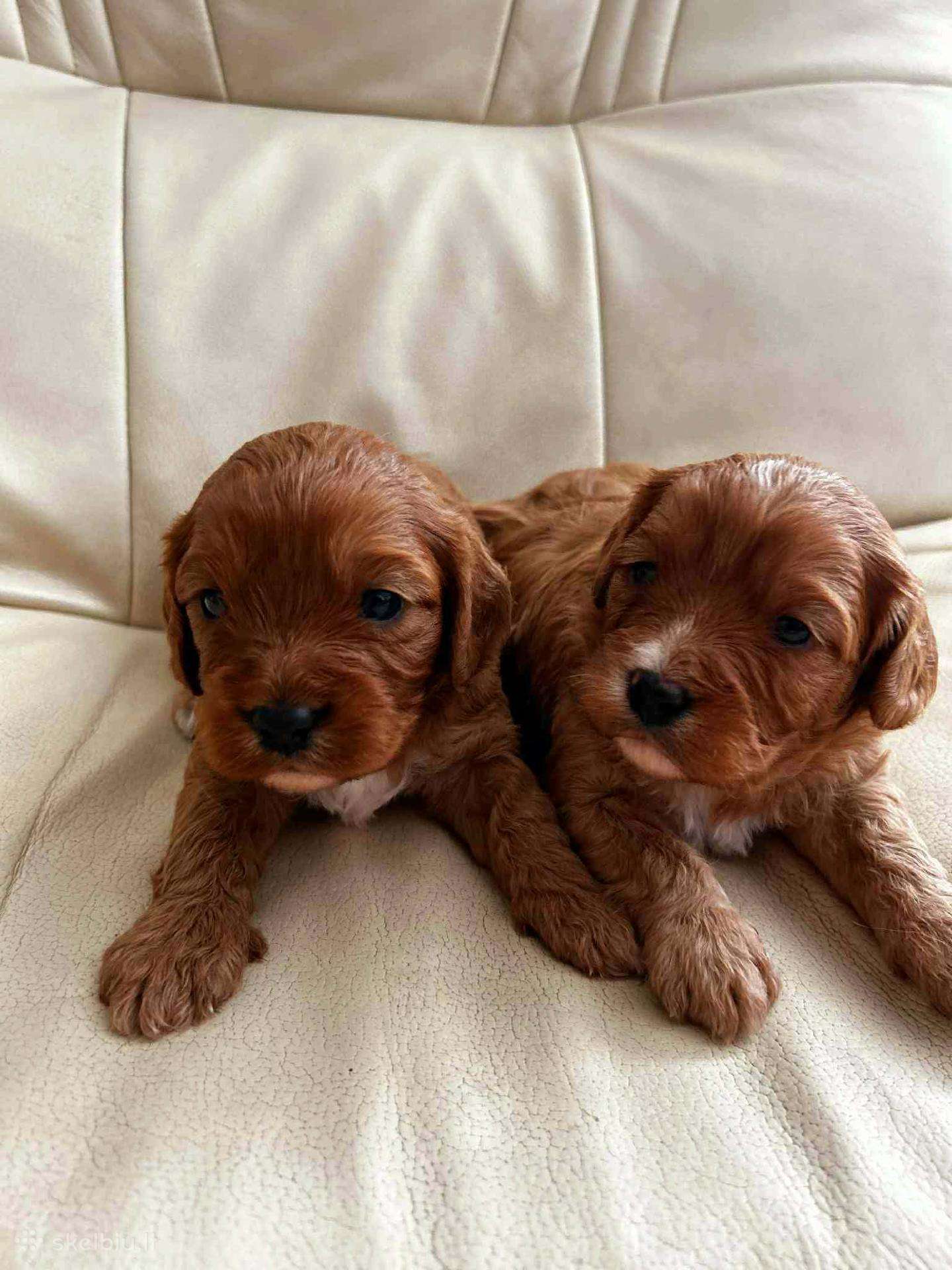 Cavapoo šuniukai nuo kilmingu tevų
