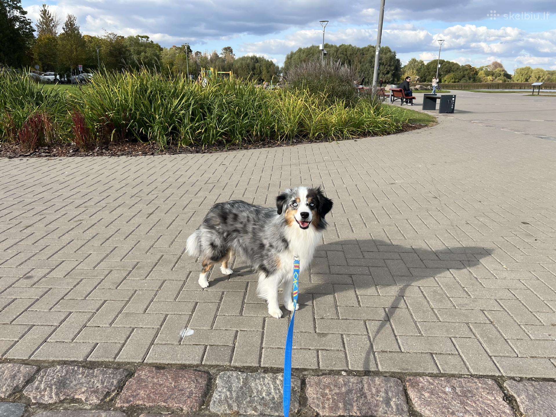 Kilmingi Australų ir mini šuniukai
