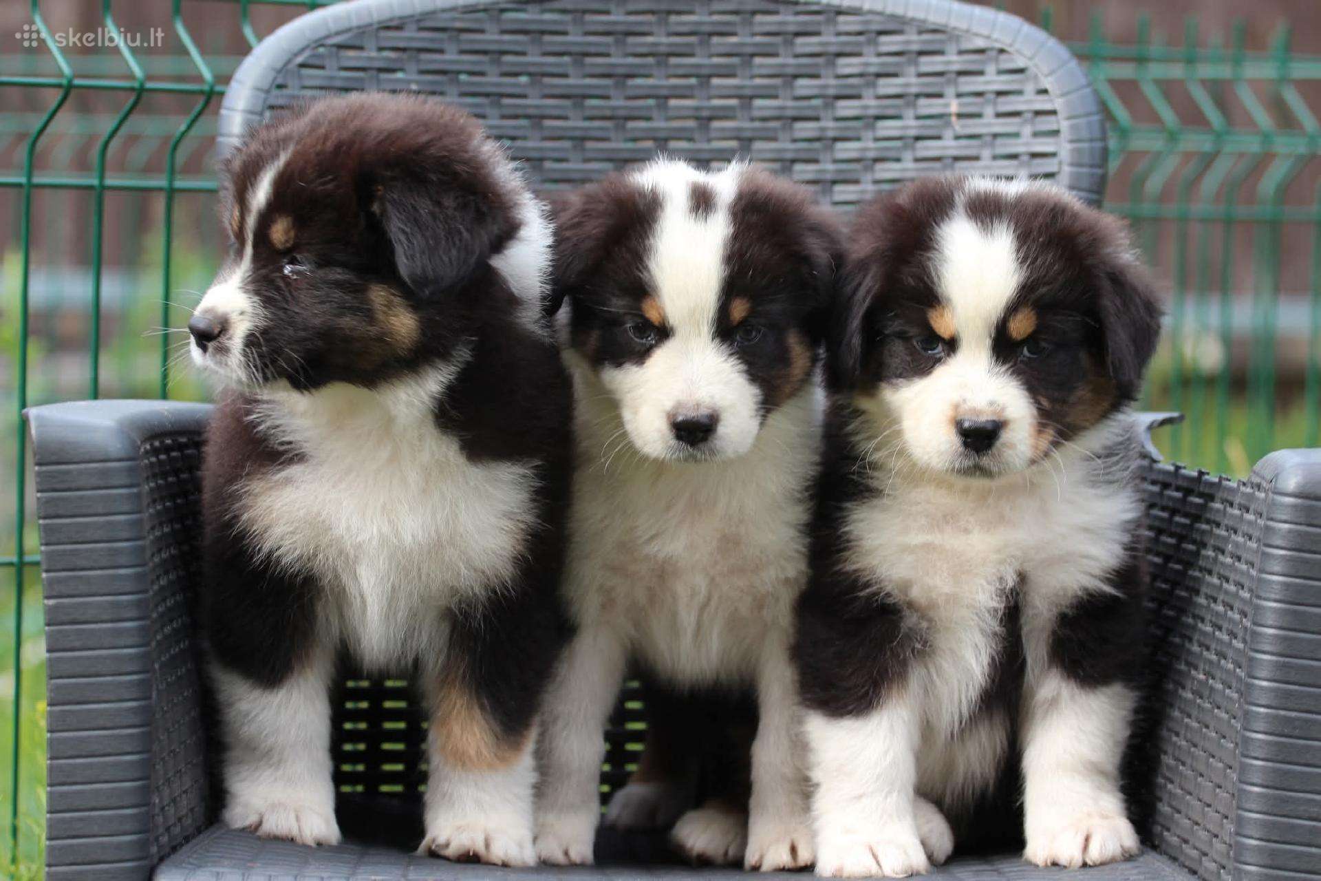 Aussi black tricolor boy&girls