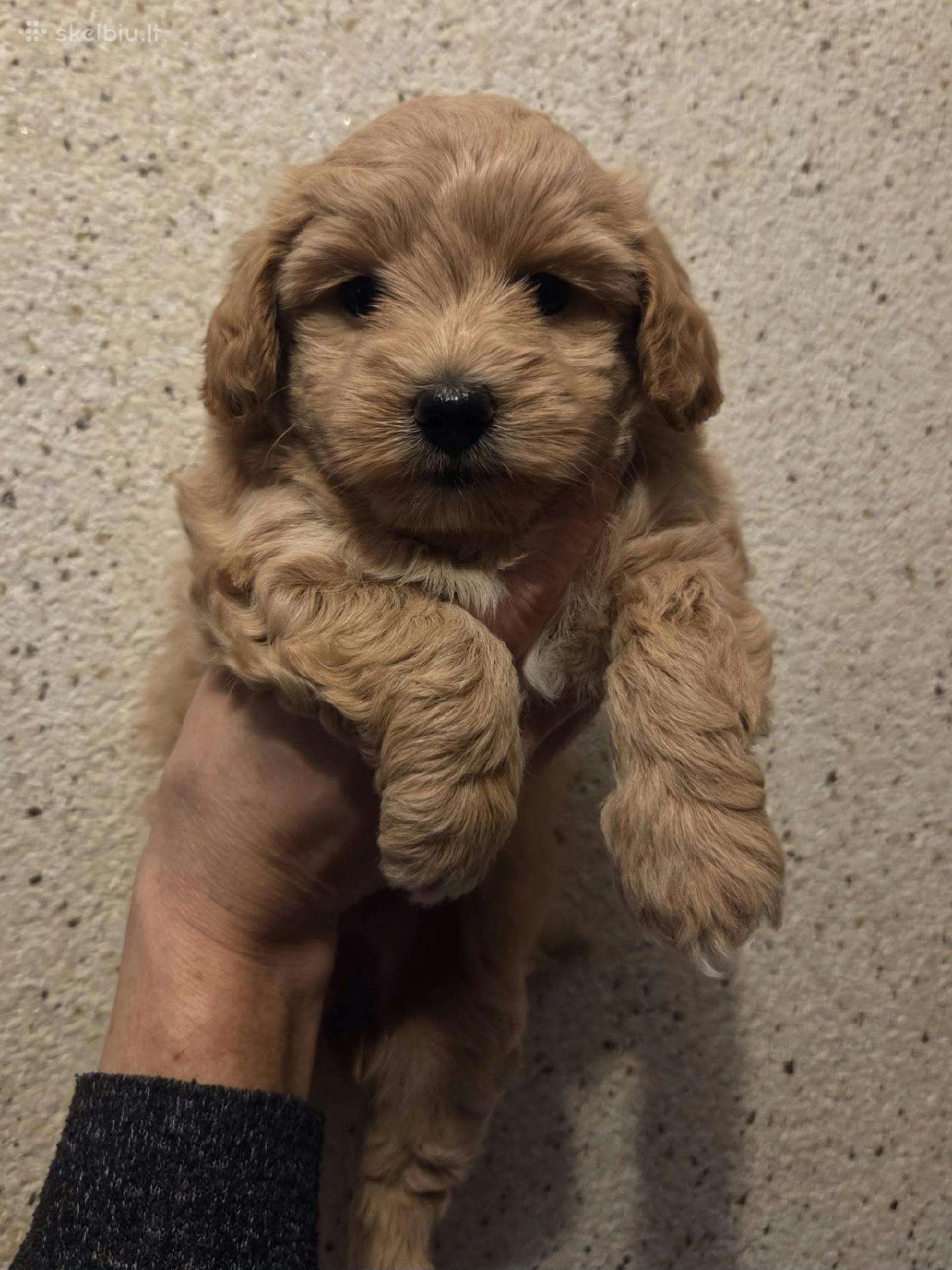 Maltipoo šuniukas ieško namų
