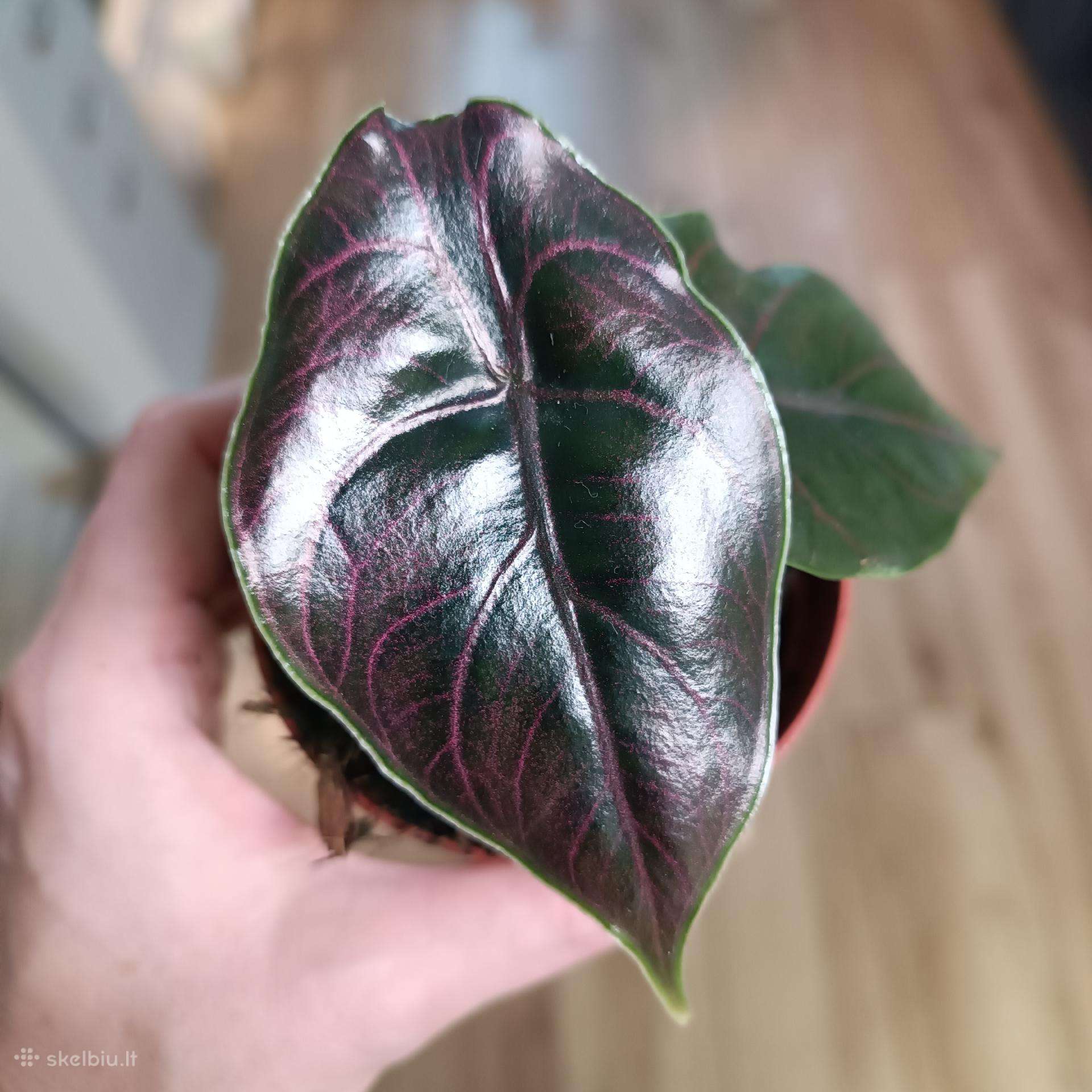 Alocasia Azlanii