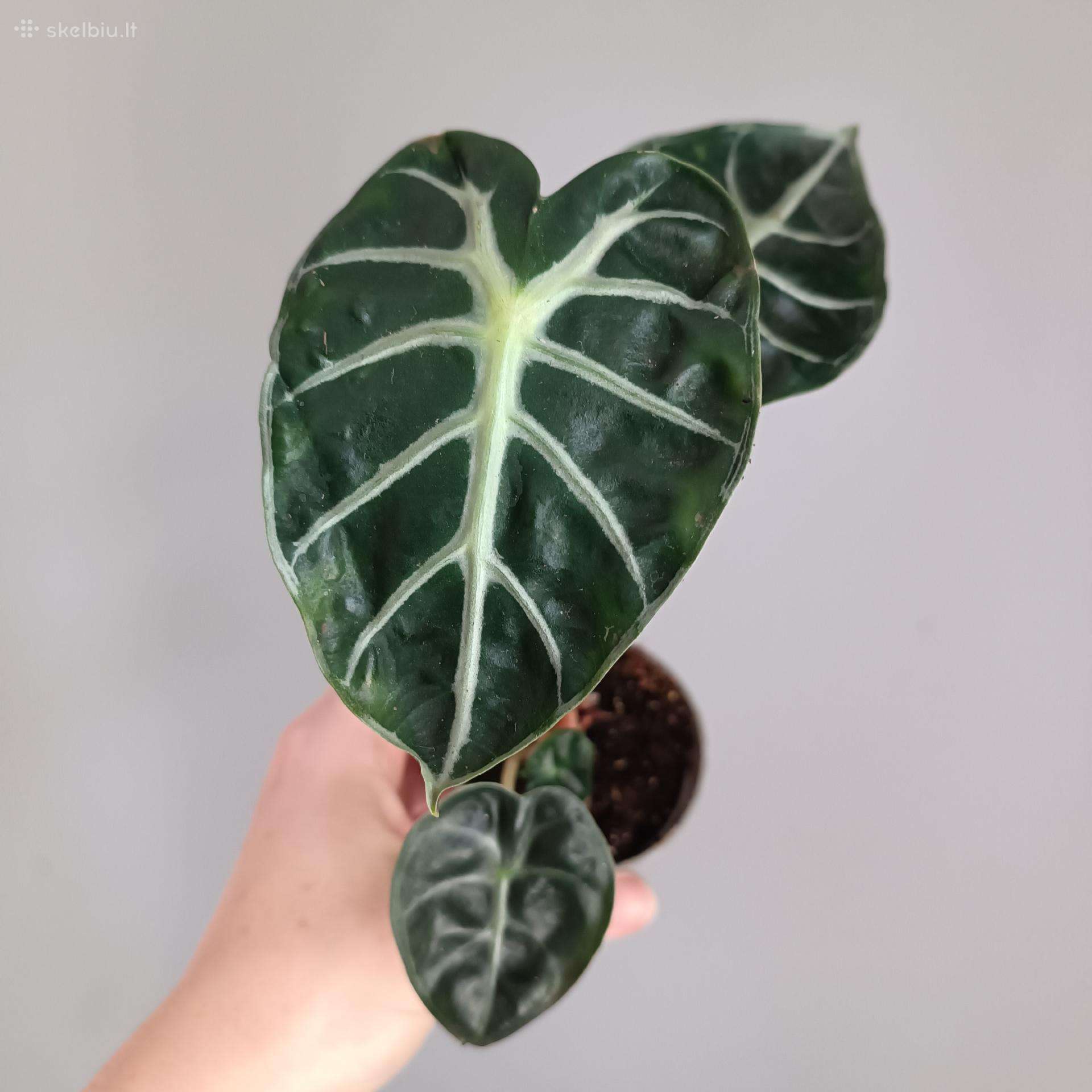 Alocasia Balloon Heart