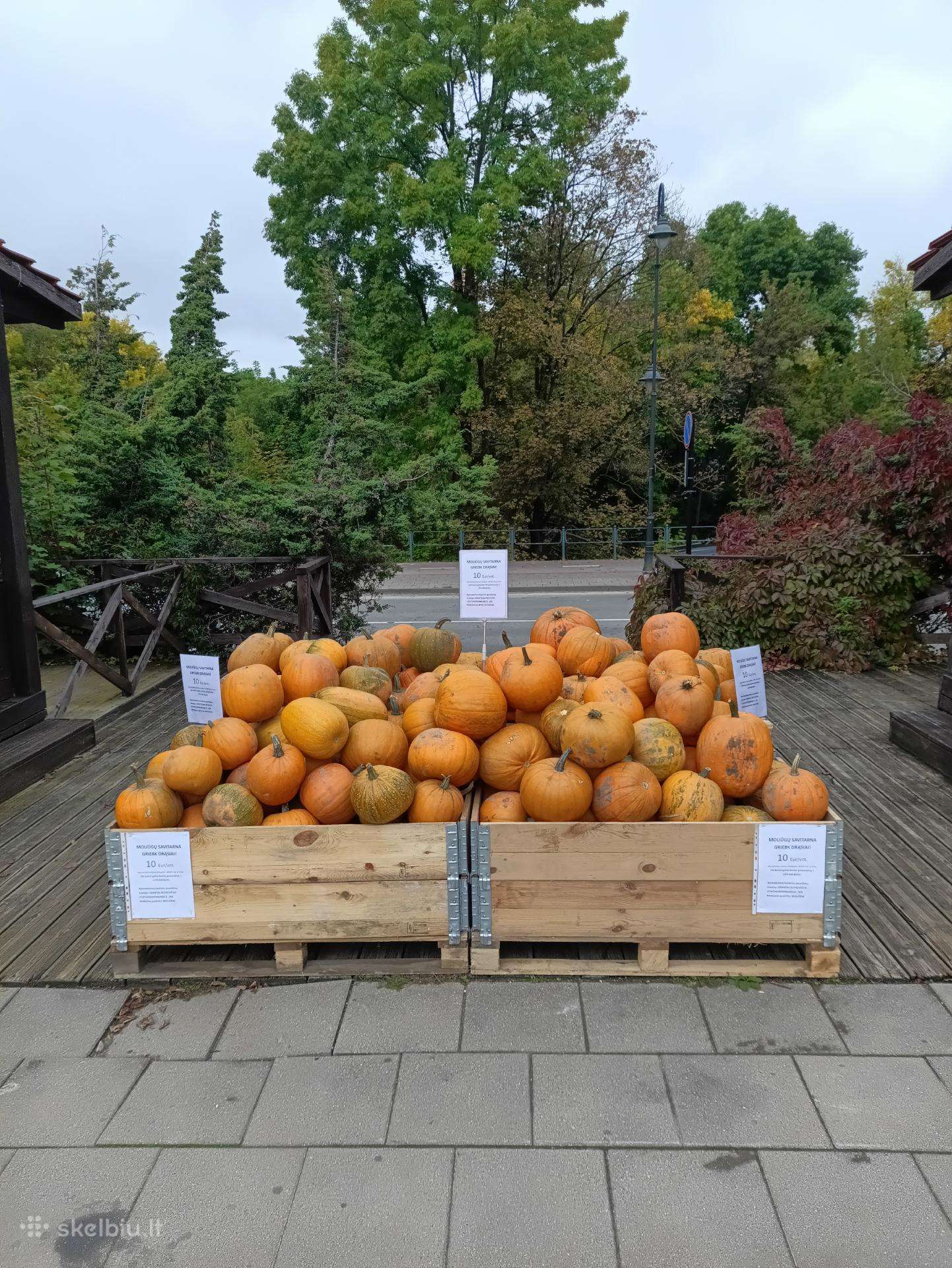 Moliūgų savitarna Vilniuje Užupyje Tymo turgelyje