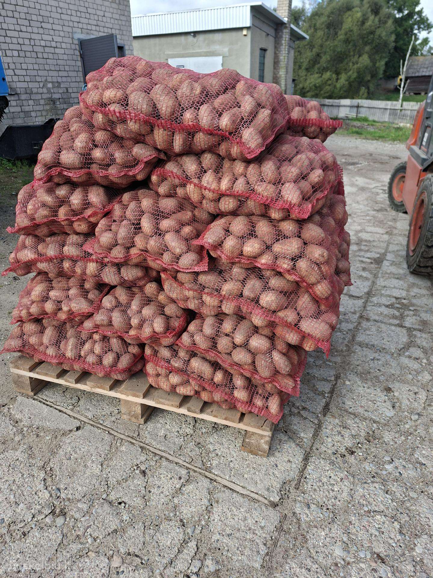 Bulvės pašarinės, maistinės