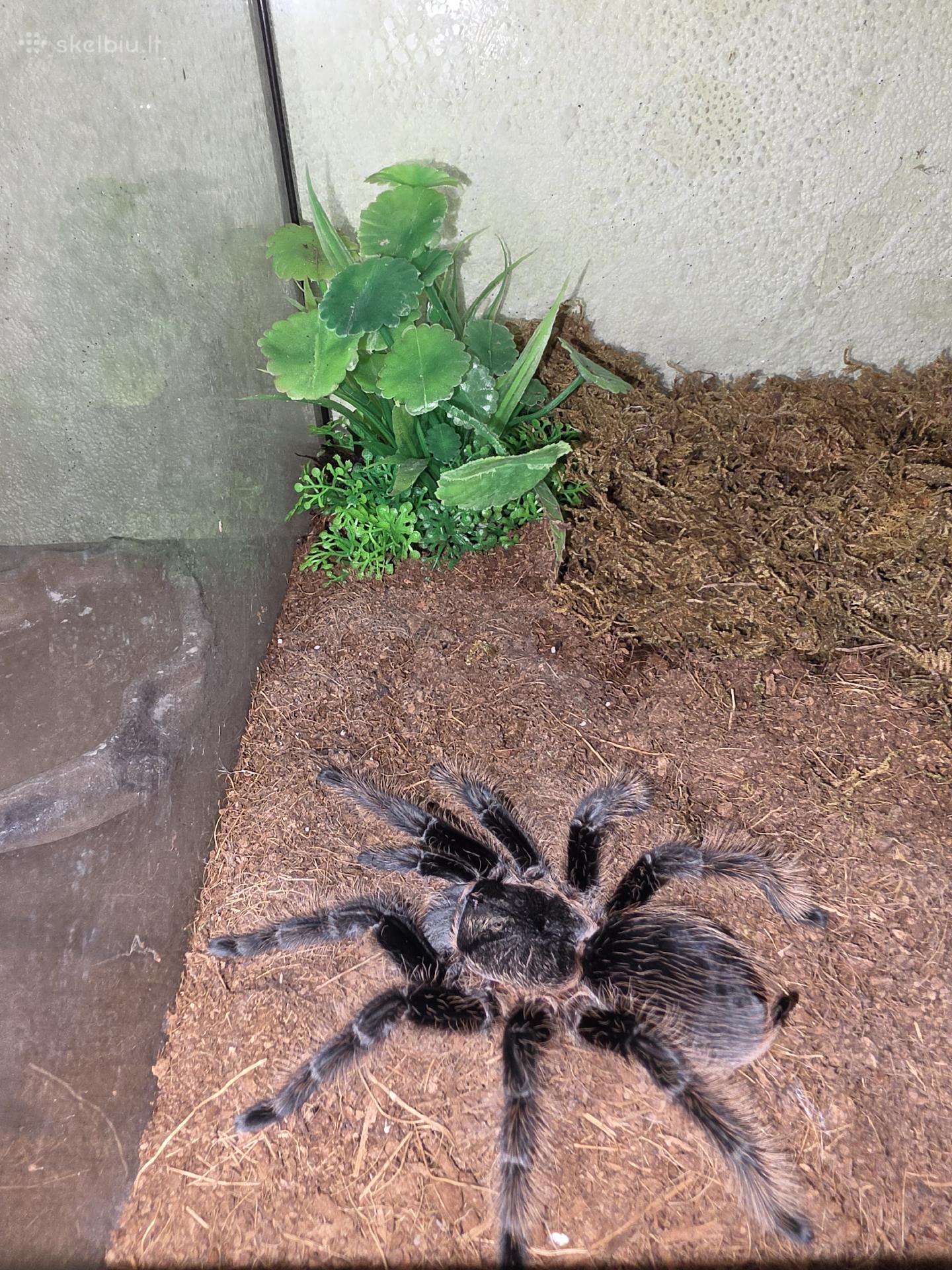 Tliltocatl albopilosus (Honduro paukštieda)