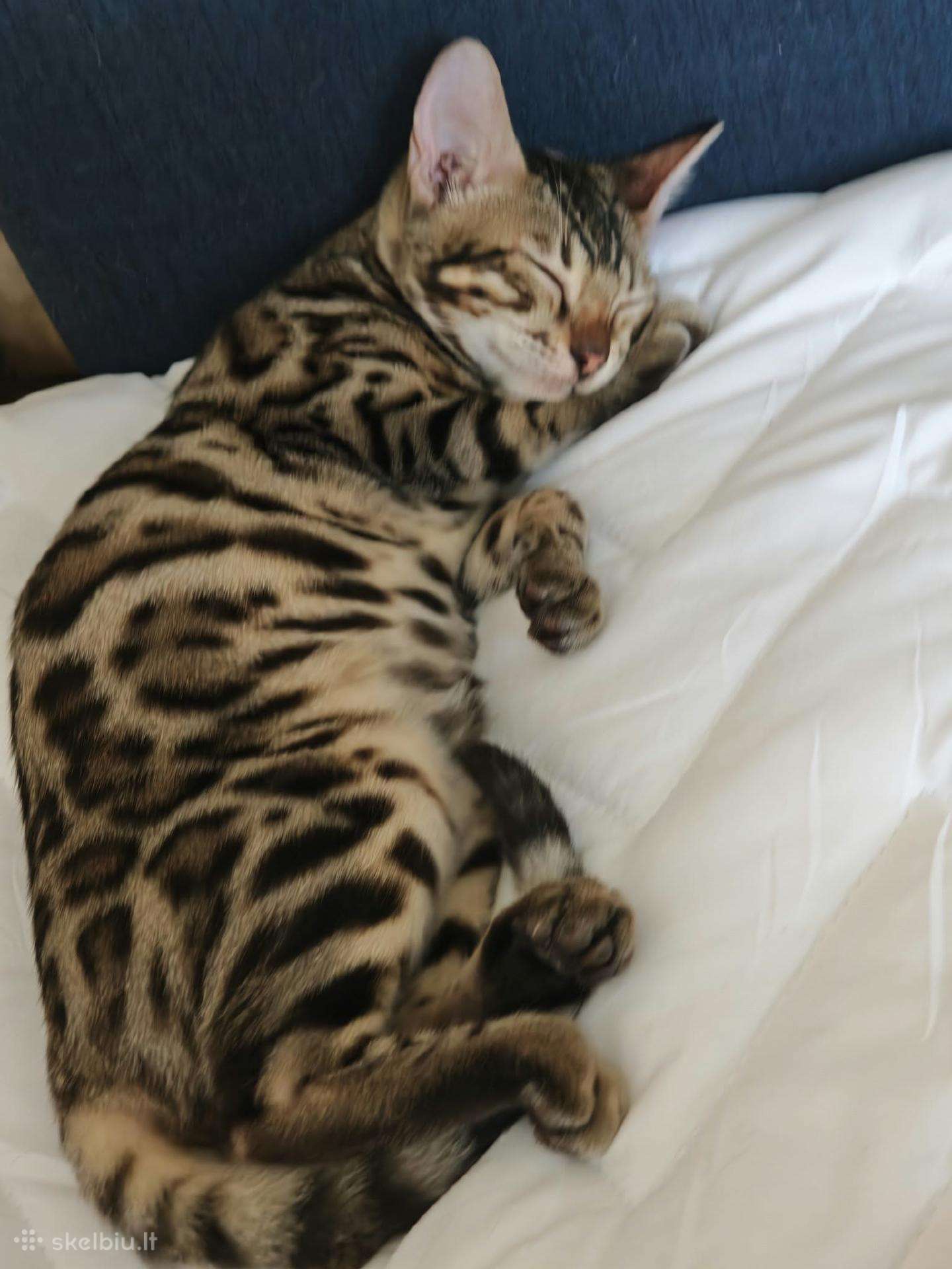 Elegantiška ir meili Bengal veislės sesė ir brolis