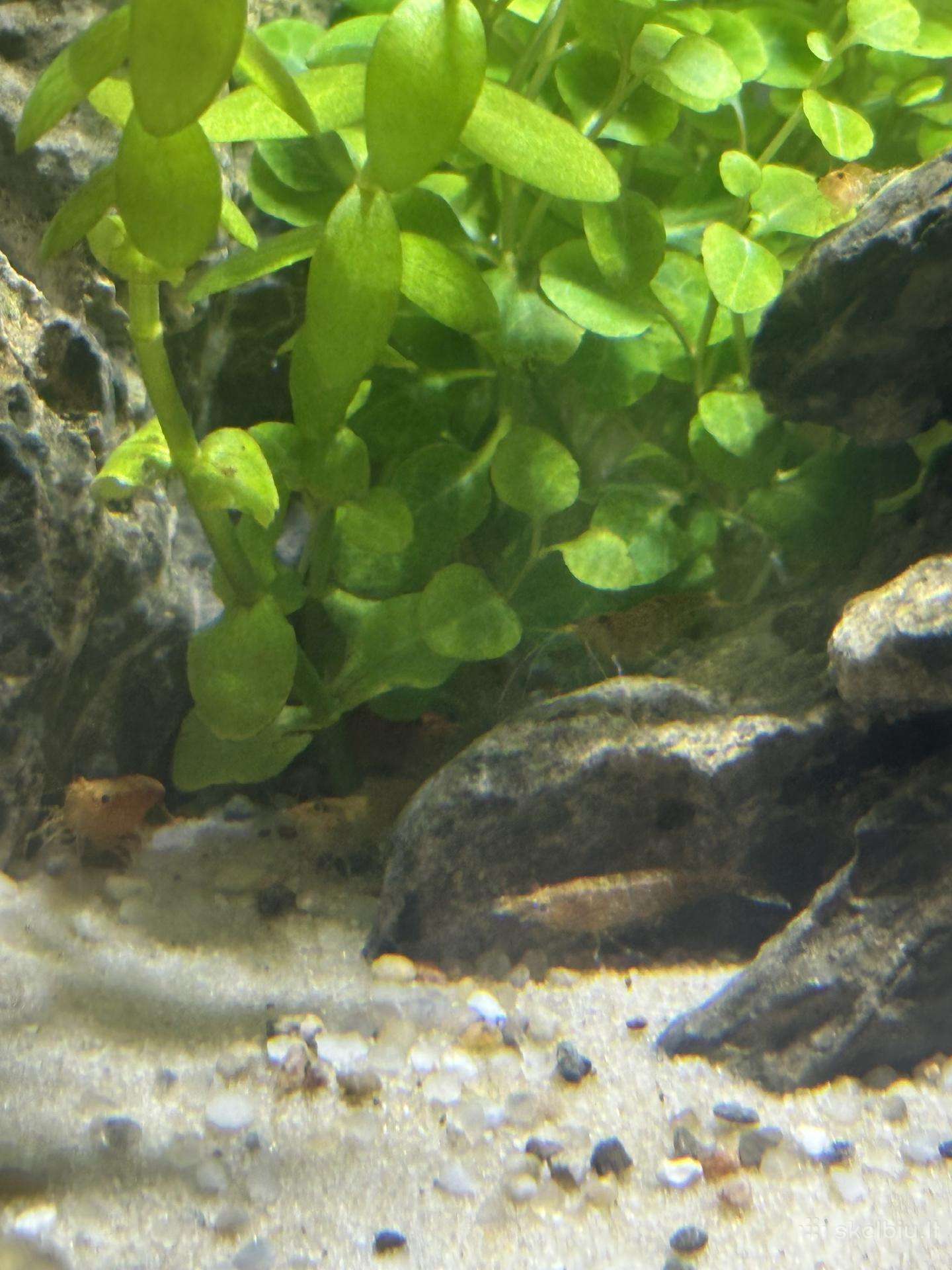 Parduodu Neocaridina krevetes