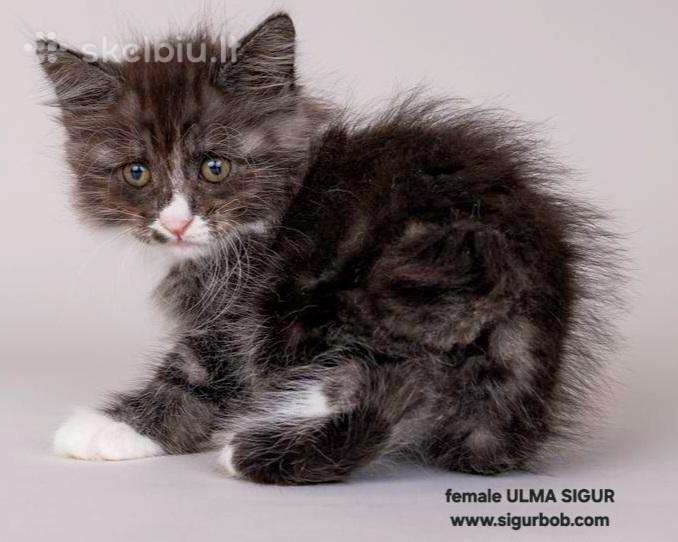 mergaite ULMA SIGUR 2026 06 07