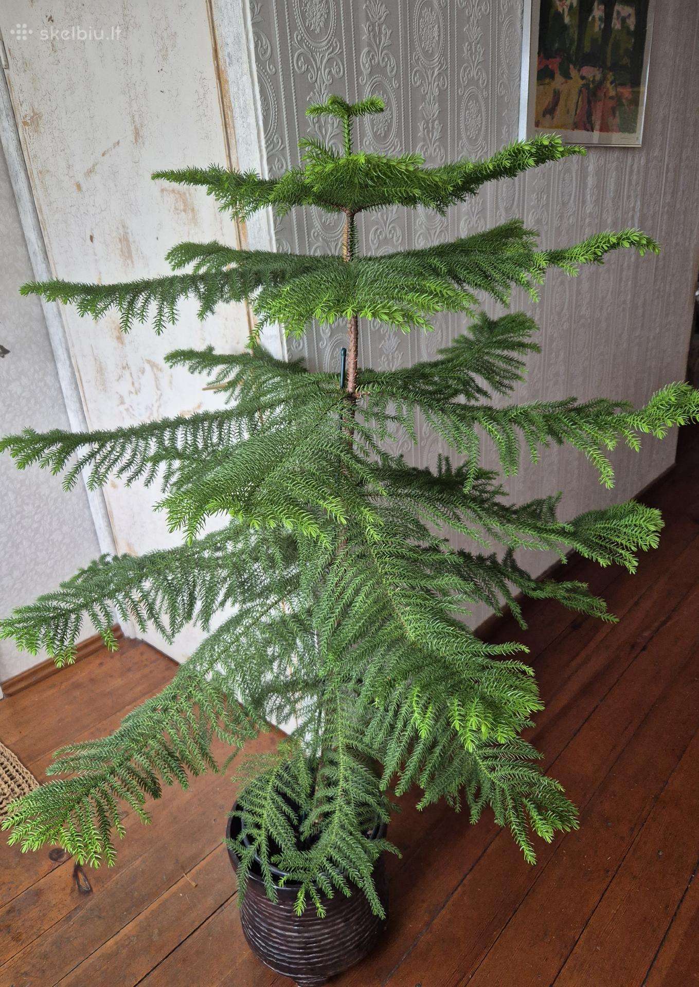 Kambarinis augalas Araukarija