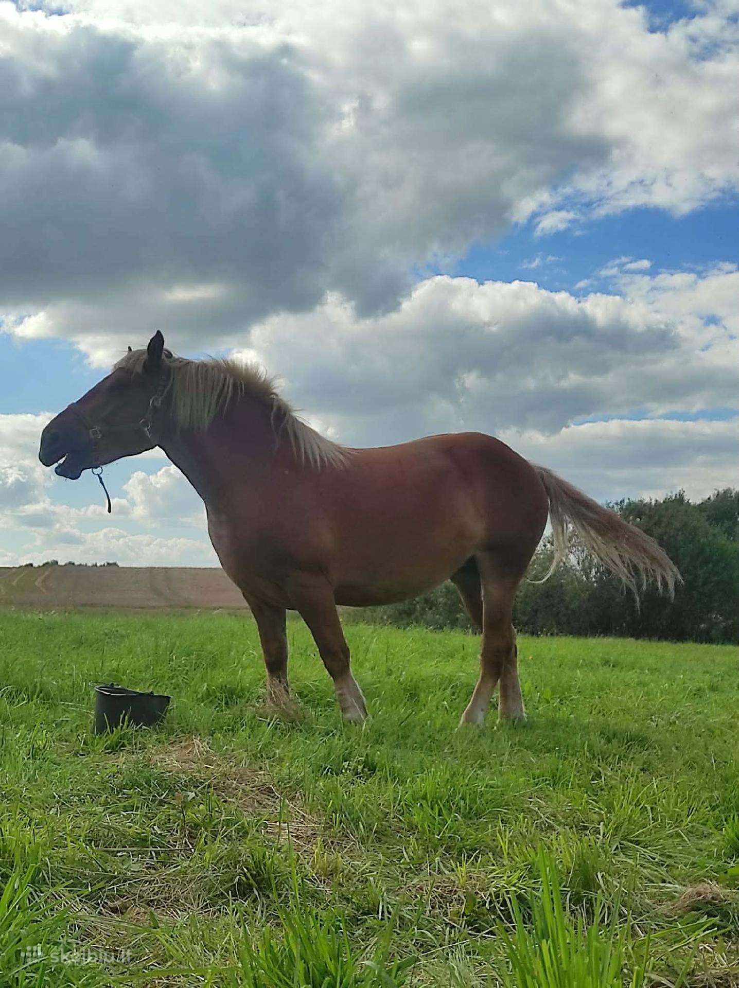 Lietuvos sunkiųjų veislės kumelė