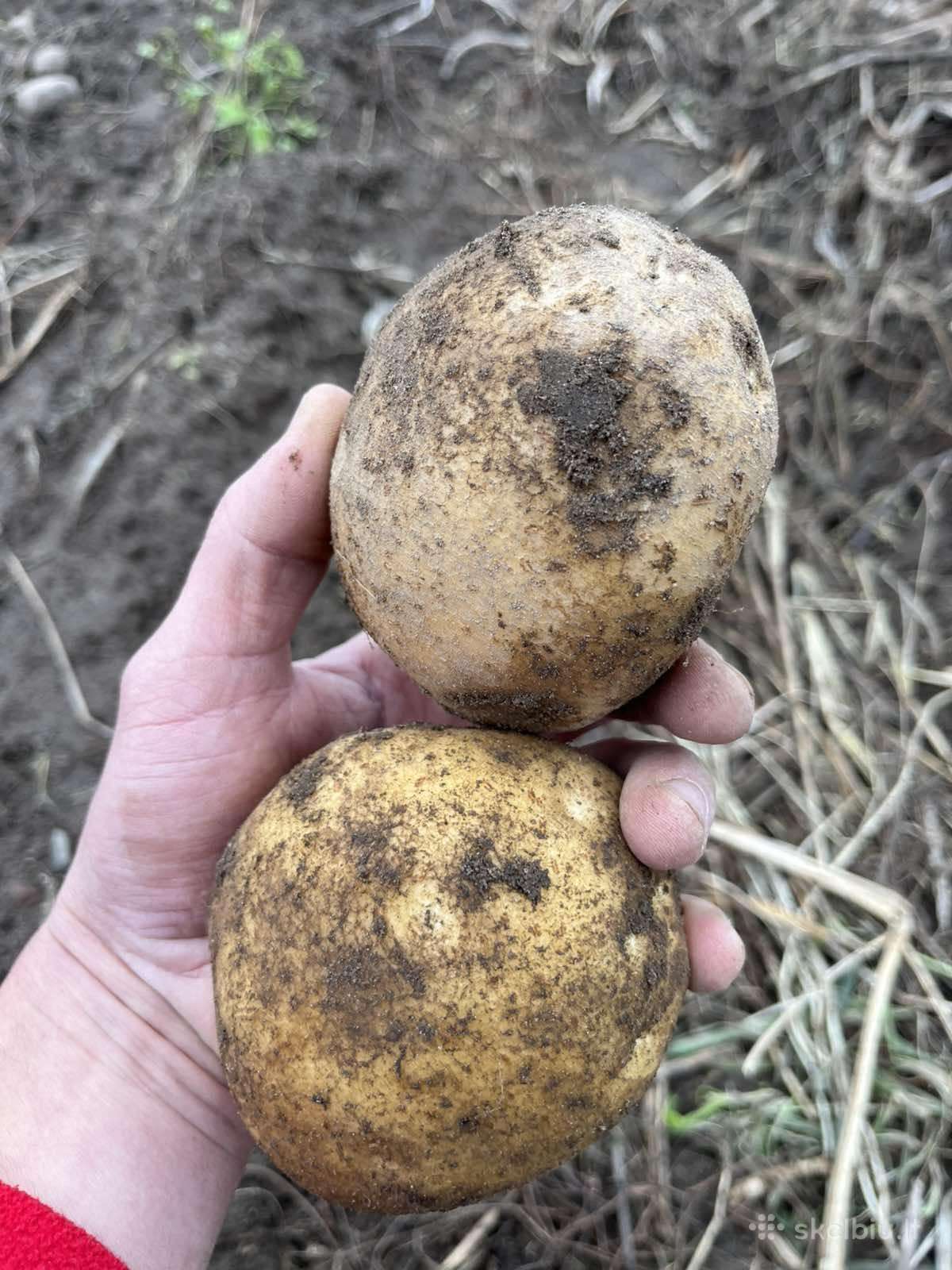 Vineta Bulvės Be Trąšų