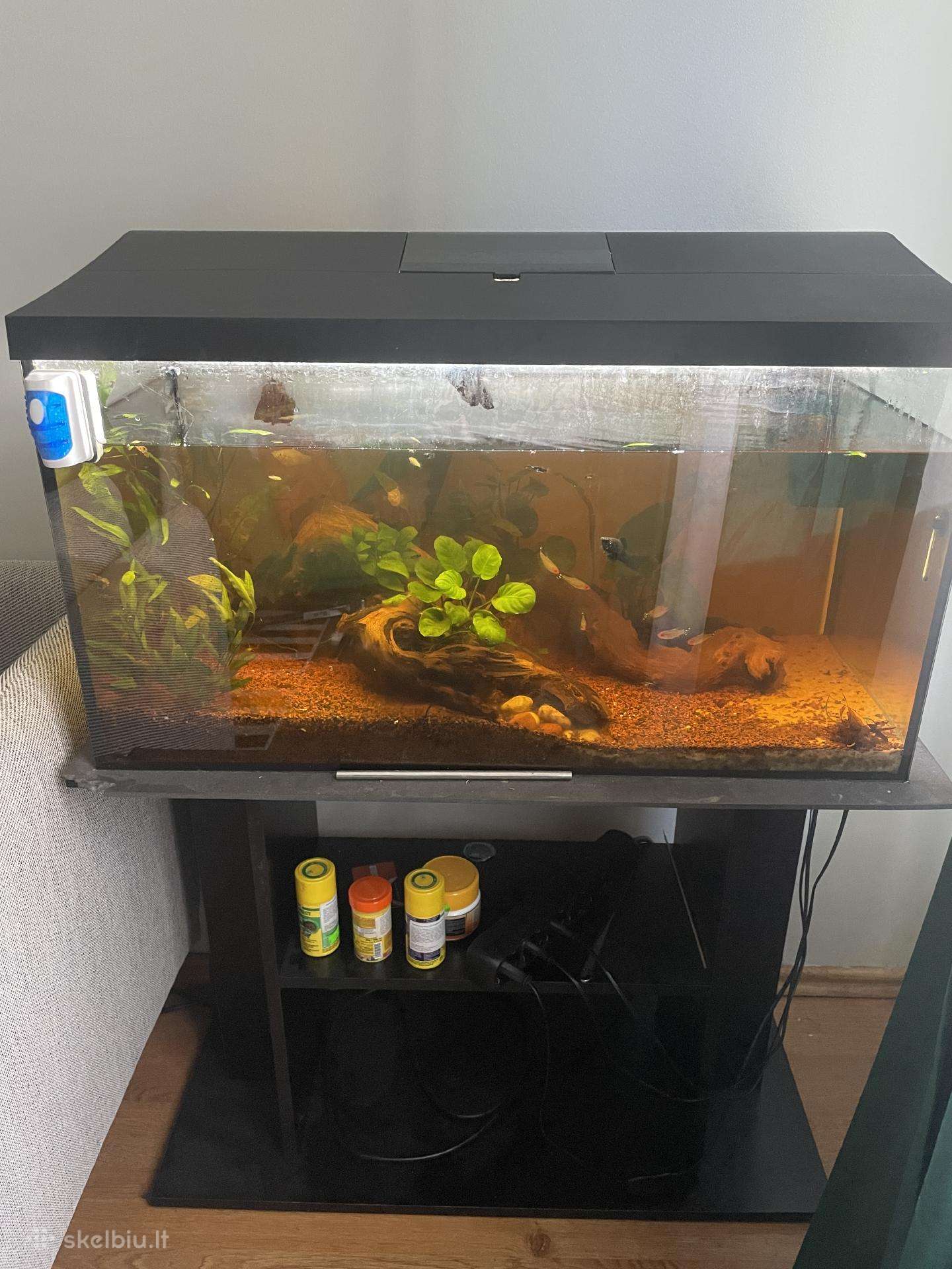 Akvariumas su žuvytėmis