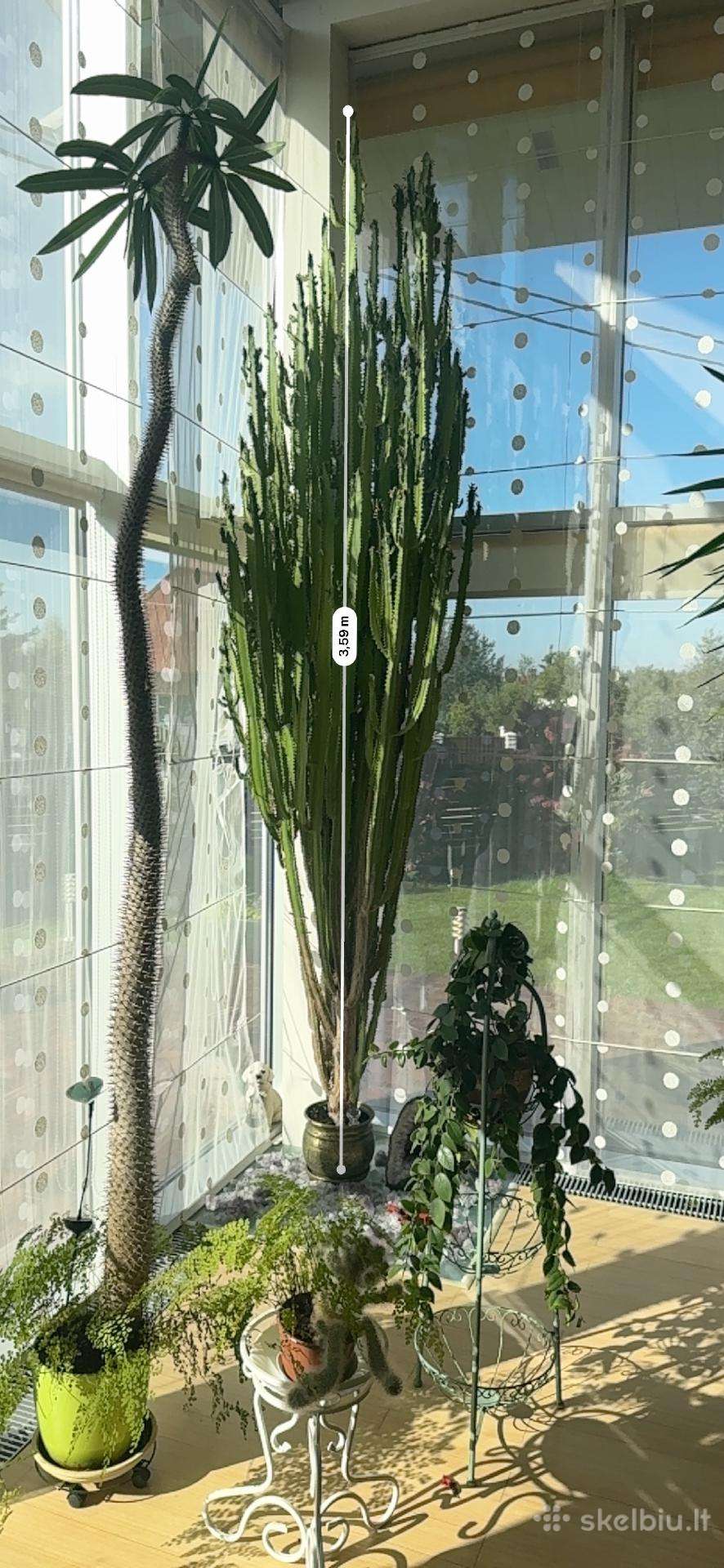 ~3,6 m Euphorbia (karpažolė)