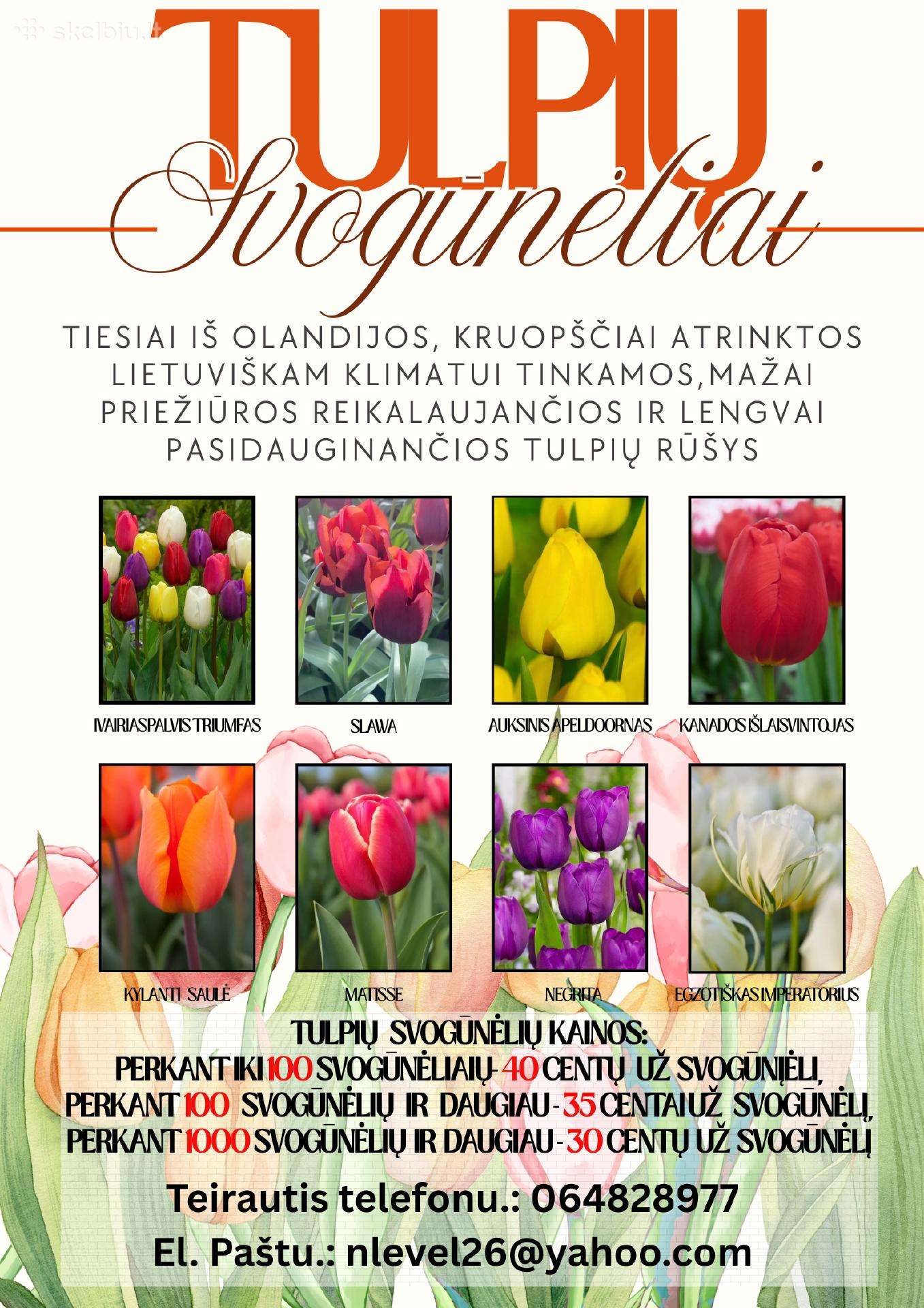 Tulpių svogūnėliai tiesiai iš Olandijos