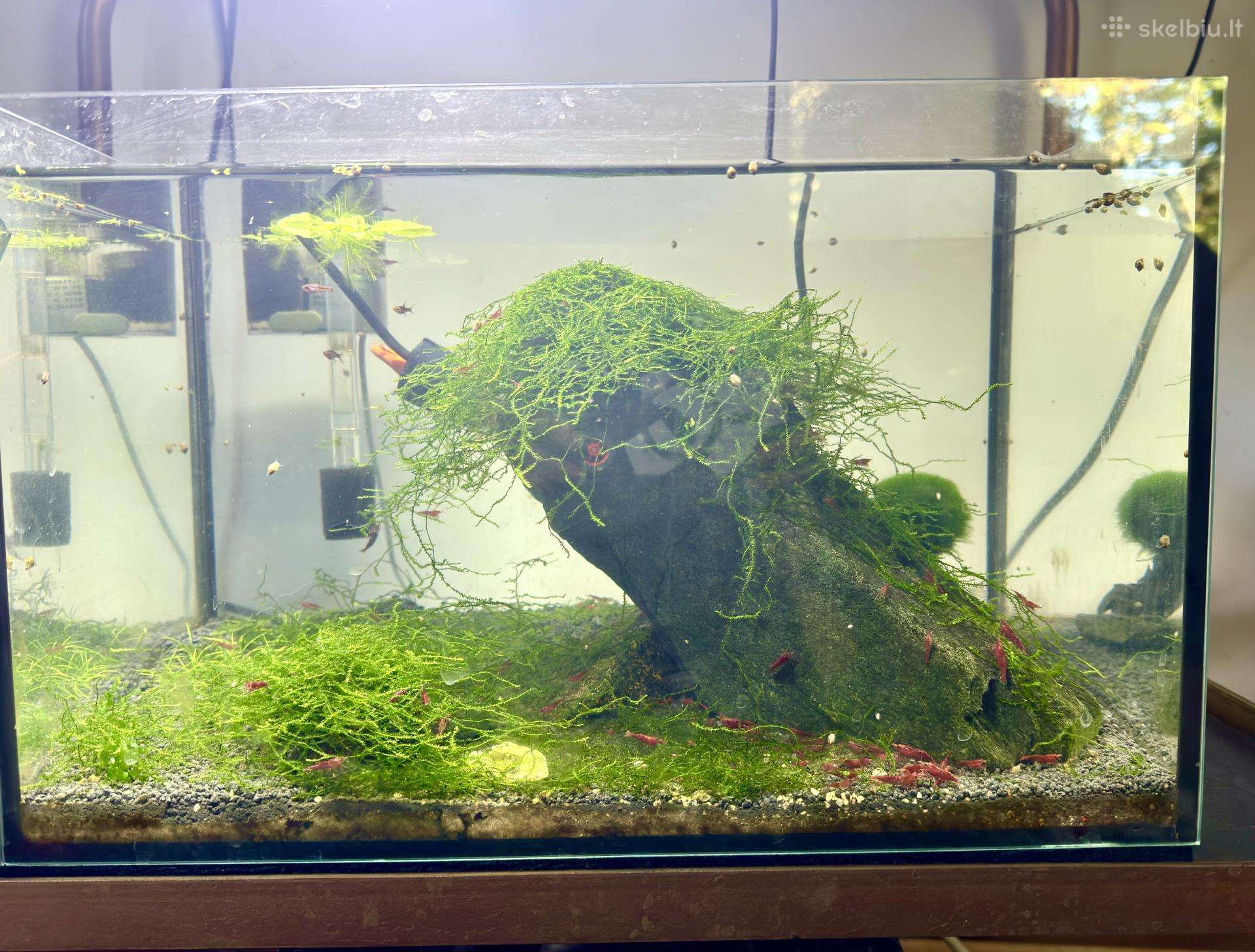 Parduodamas akvariumas su krevetėmis