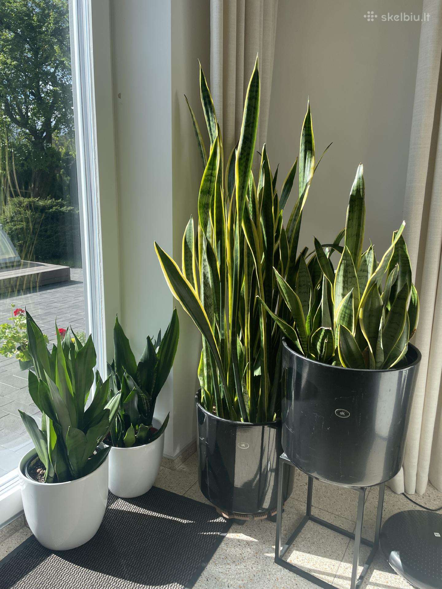 Sansevieria
