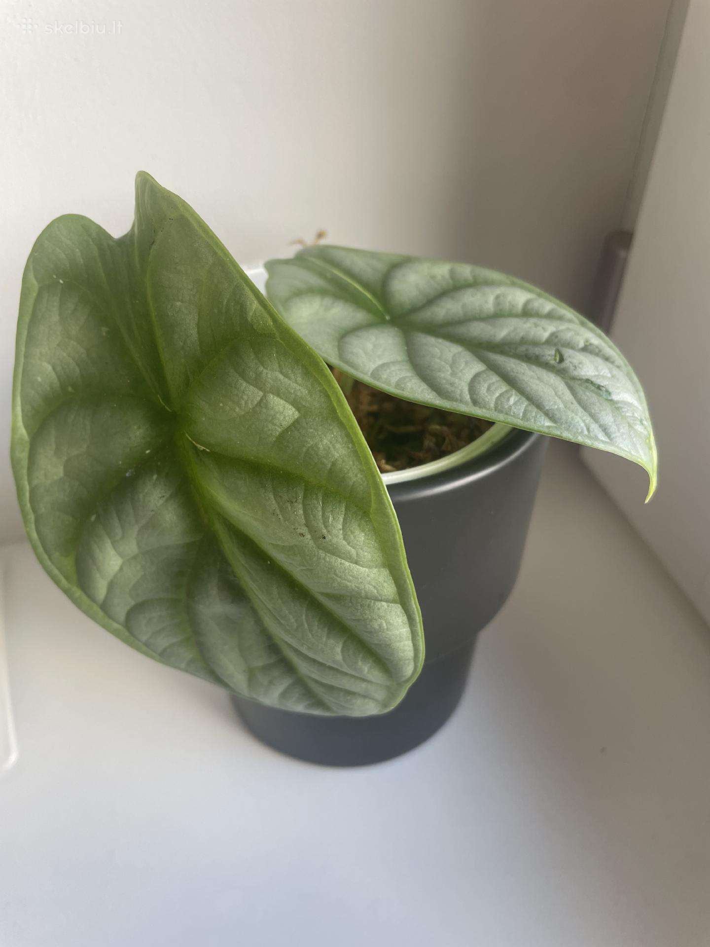 Alocasia 'Silver Dragon"