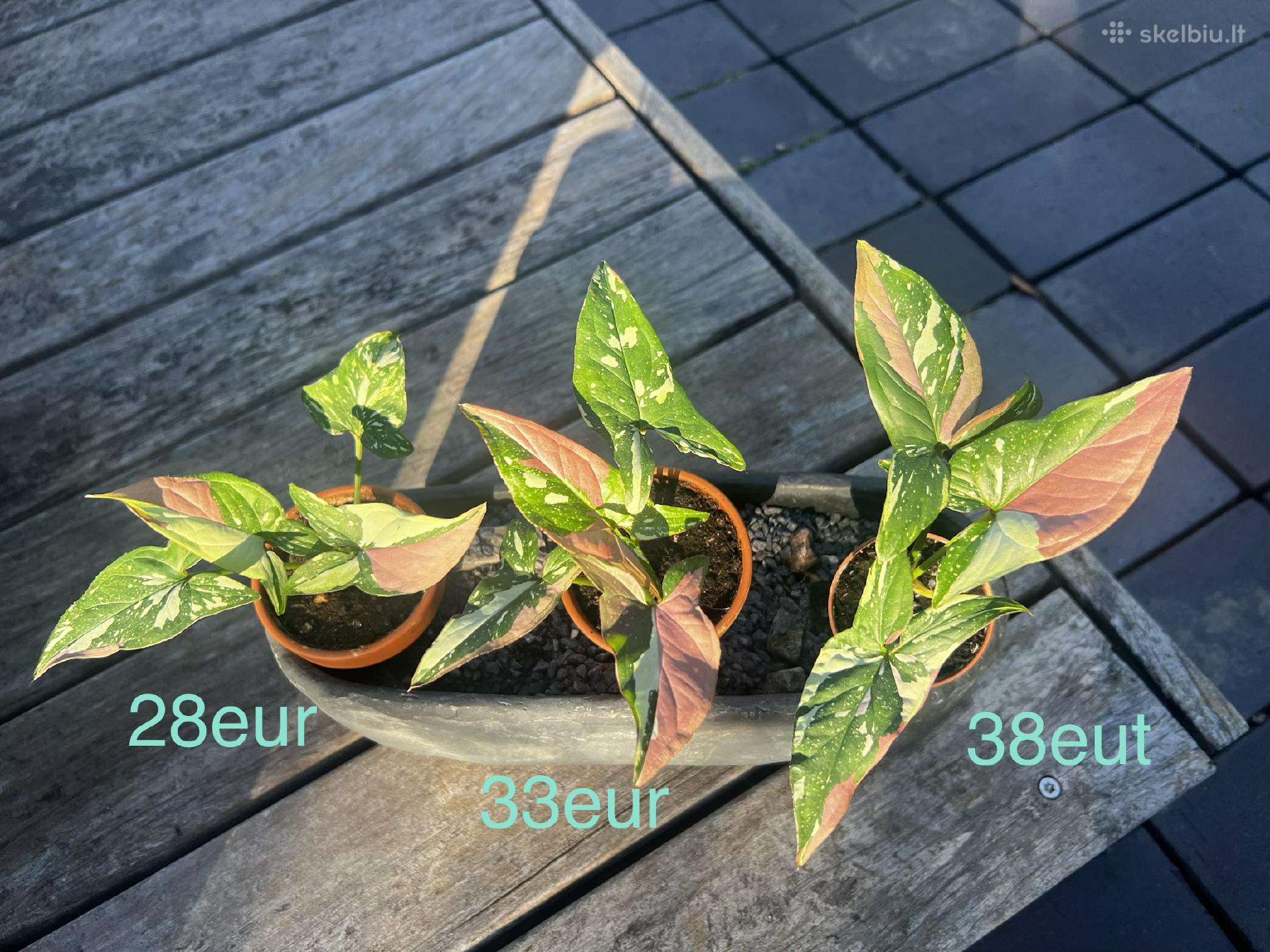 Syngonium pink splash tricolor