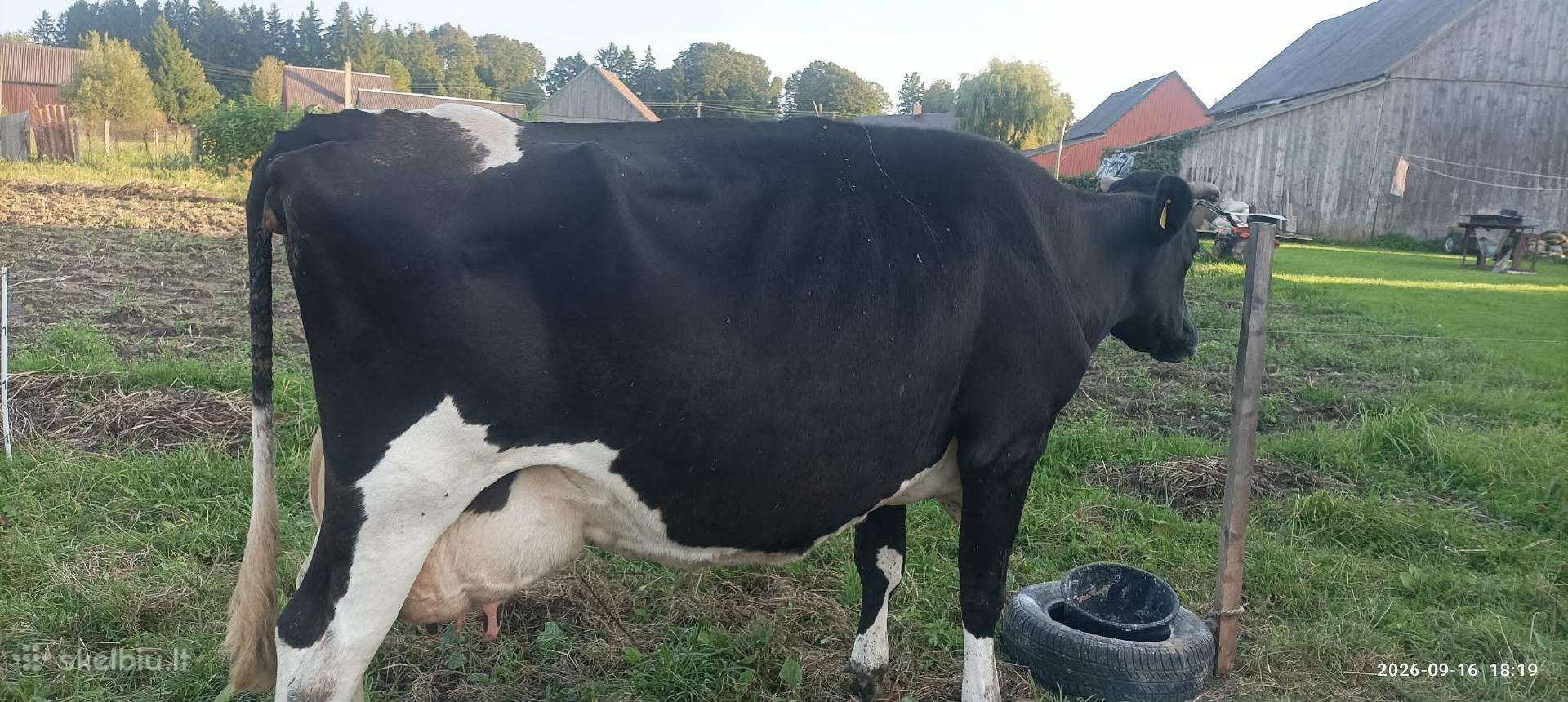 Parduodama penkių veršių karvė